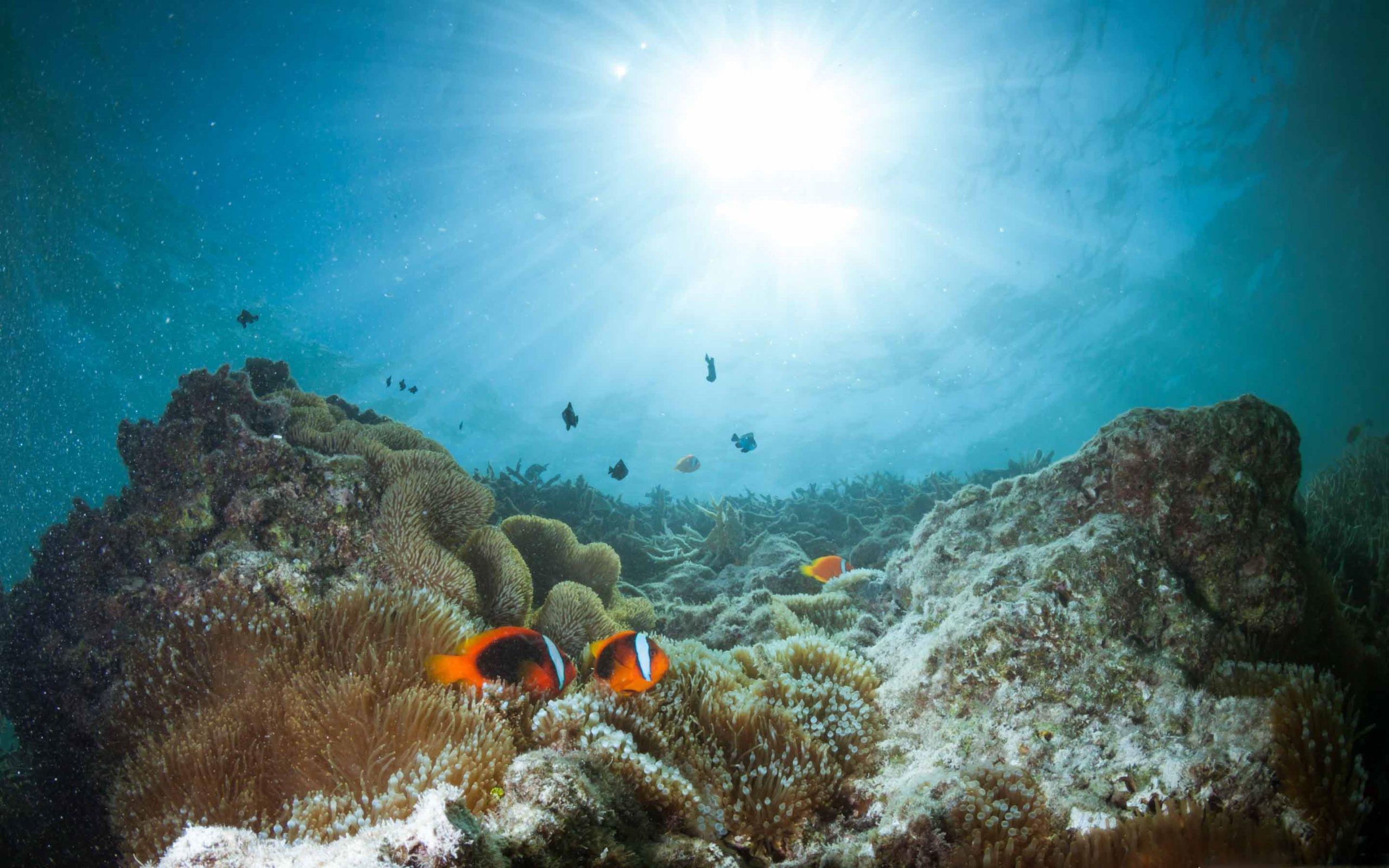 2560x1600 Coral Reef Mac Wallpaper Download