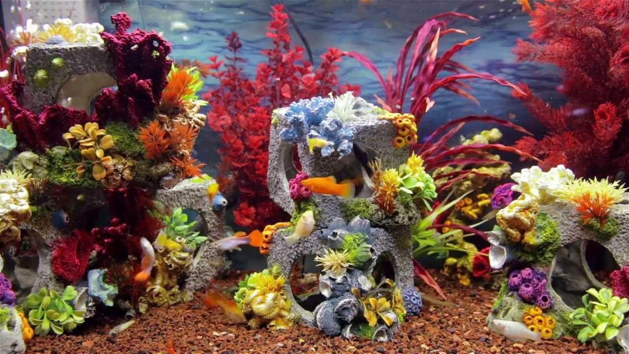 1280x720 Colorful Aquarium Screensaver HD Fish Tank