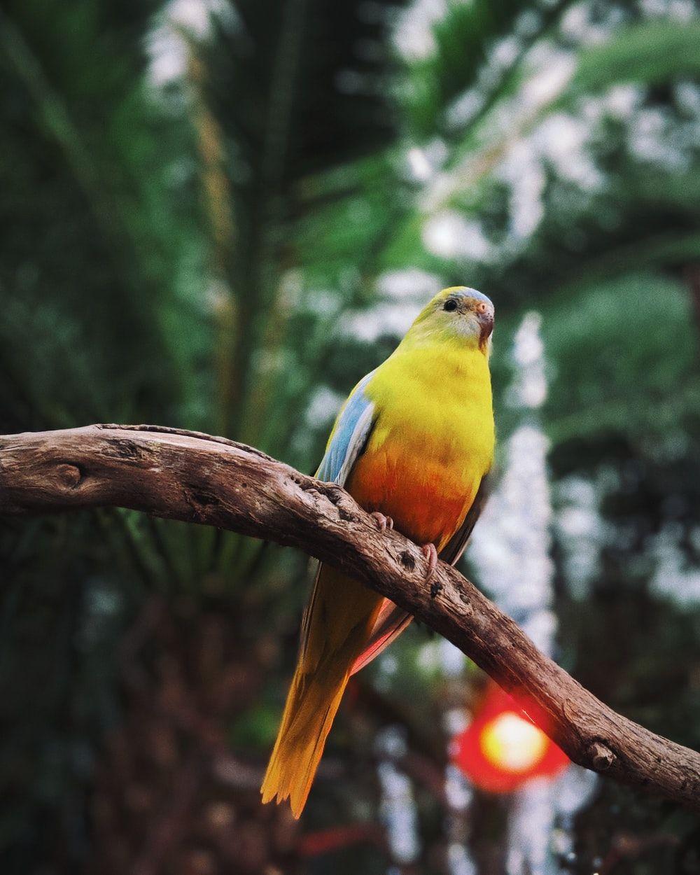 1000x1250 Yellow Bird Picture. Download Free Image