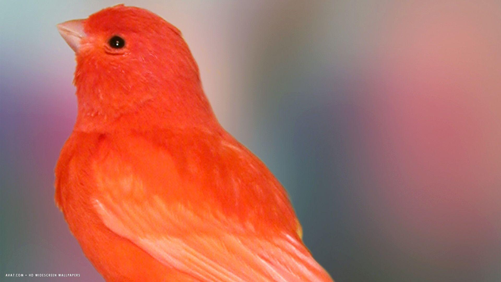 1920x1080 Canary Wallpaper
