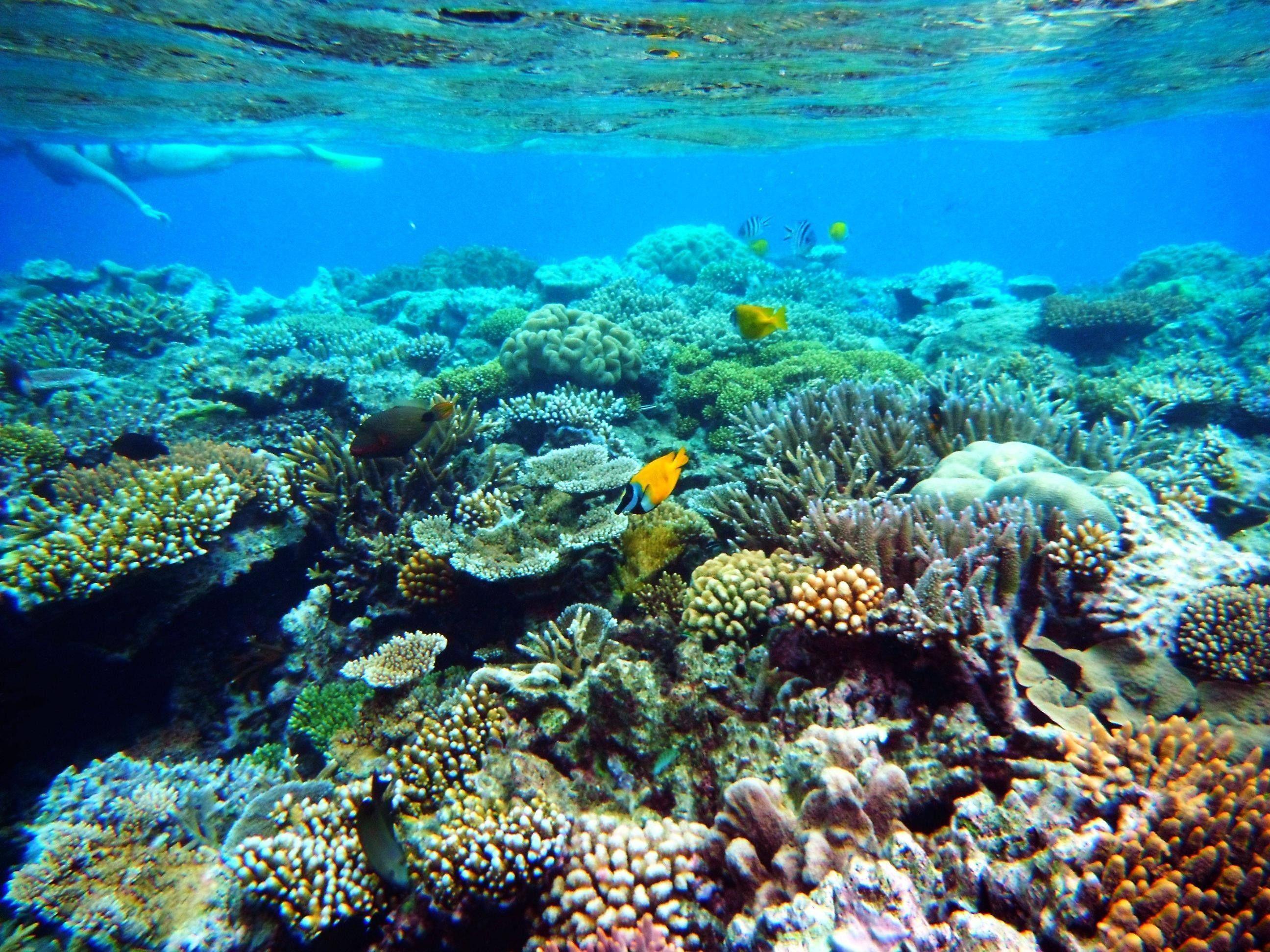 2592x1944 Coral Reef Background