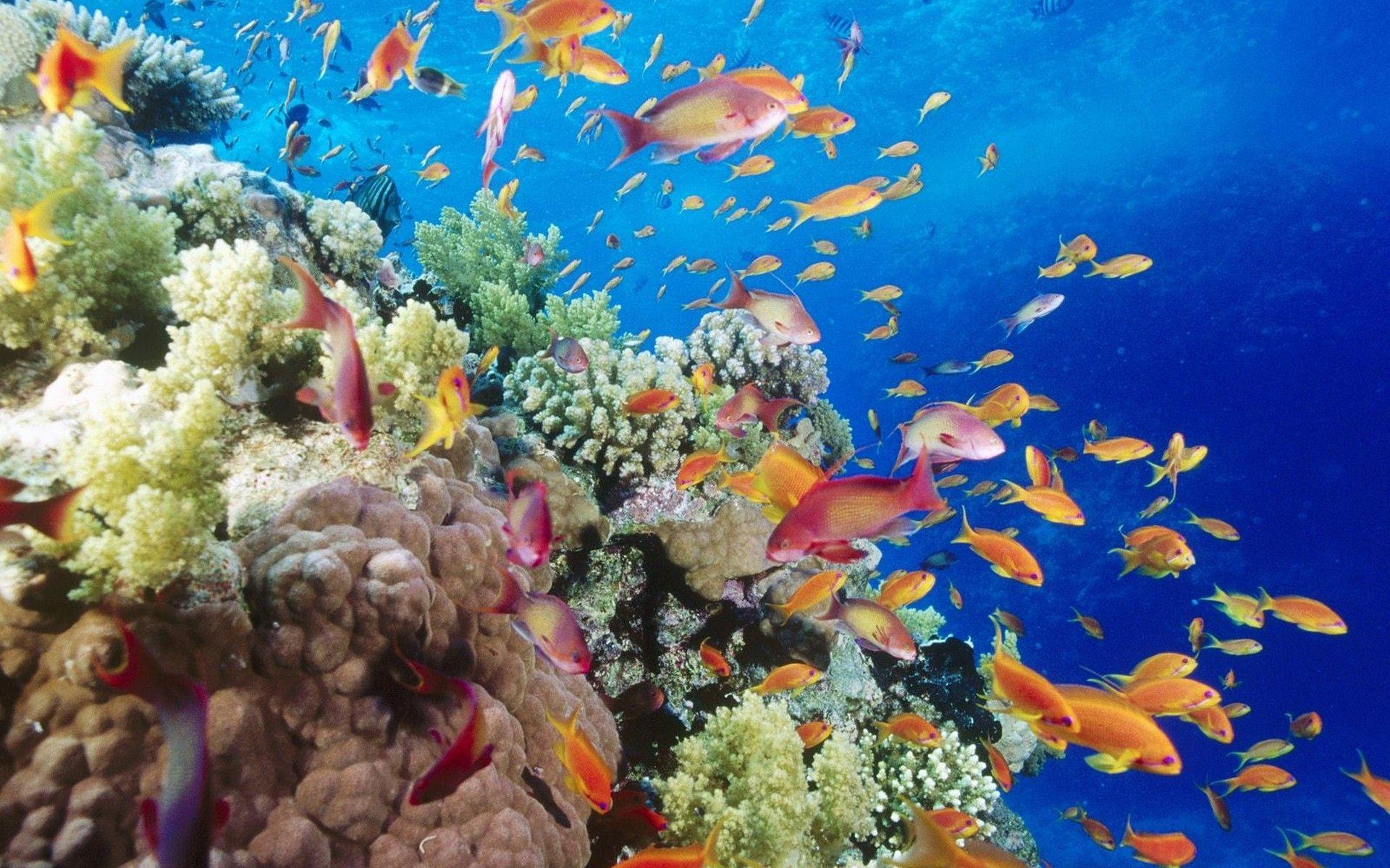 1920x1200 Coral Sea Underwater Water Nature Fish Wallpaper:1920x1200