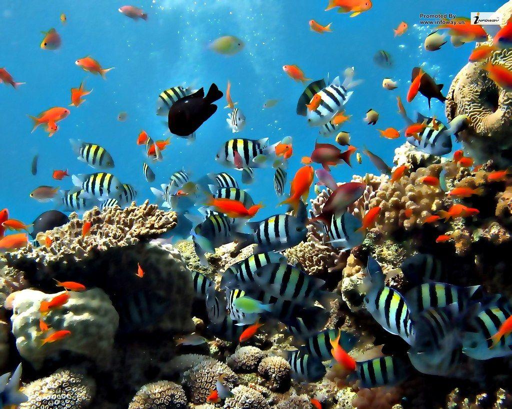 1024x819 Coral Reefs wallpaper. Coral Reefs wallpaper