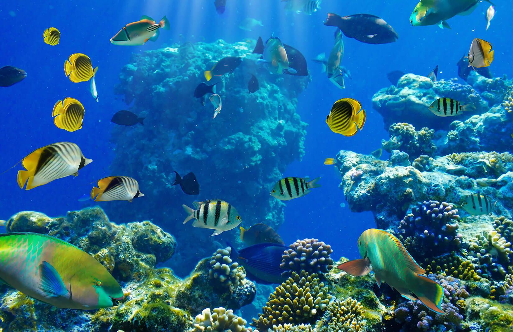 1650x1070 Busy Underwater Reef Wallpaper Mural
