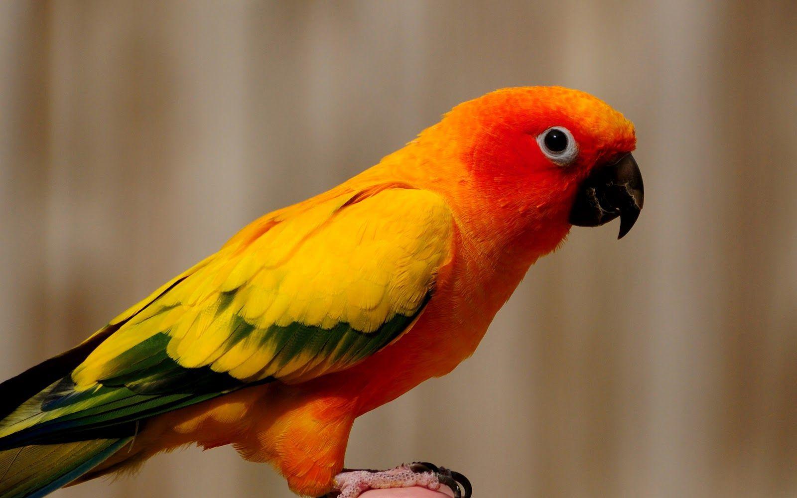 Orange Bird HD Wallpapers Top Free Orange Bird HD Backgrounds — free download