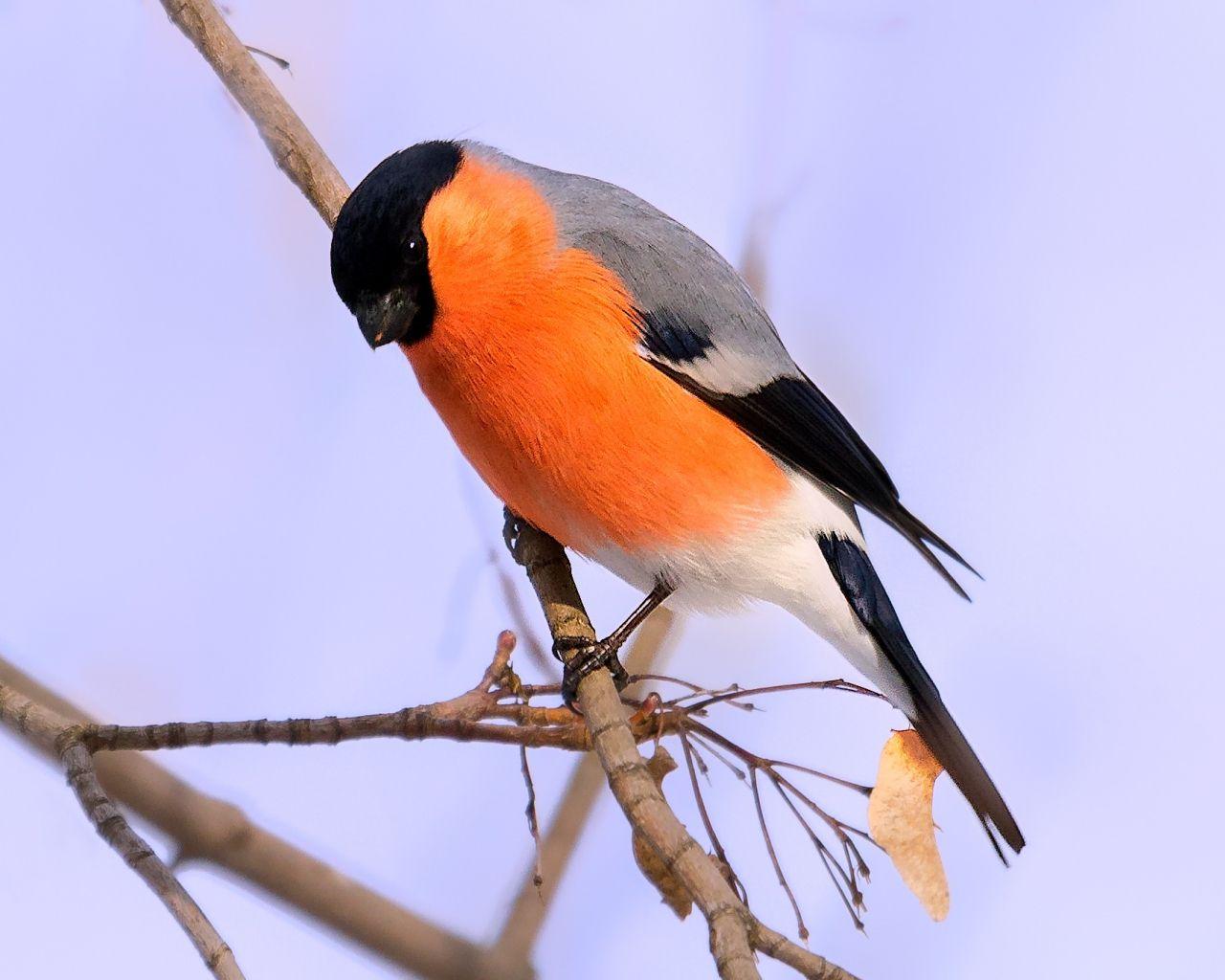 1280x1024 Desktop Wallpaper Eurasian Bullfinch, Orange Bird, HD Image