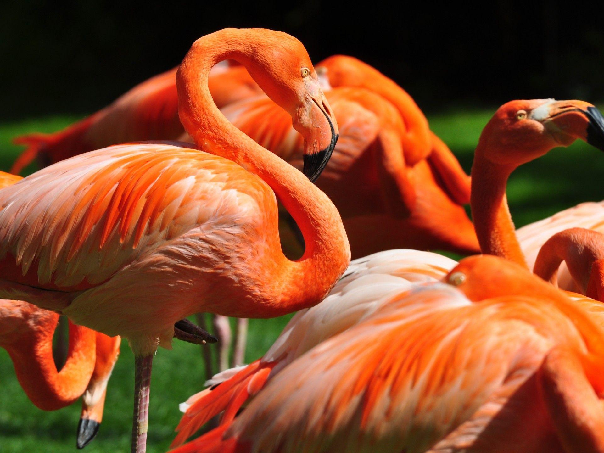 1920x1440 Orange Flamingo Wildlife Bird Computer Wallpaper HD