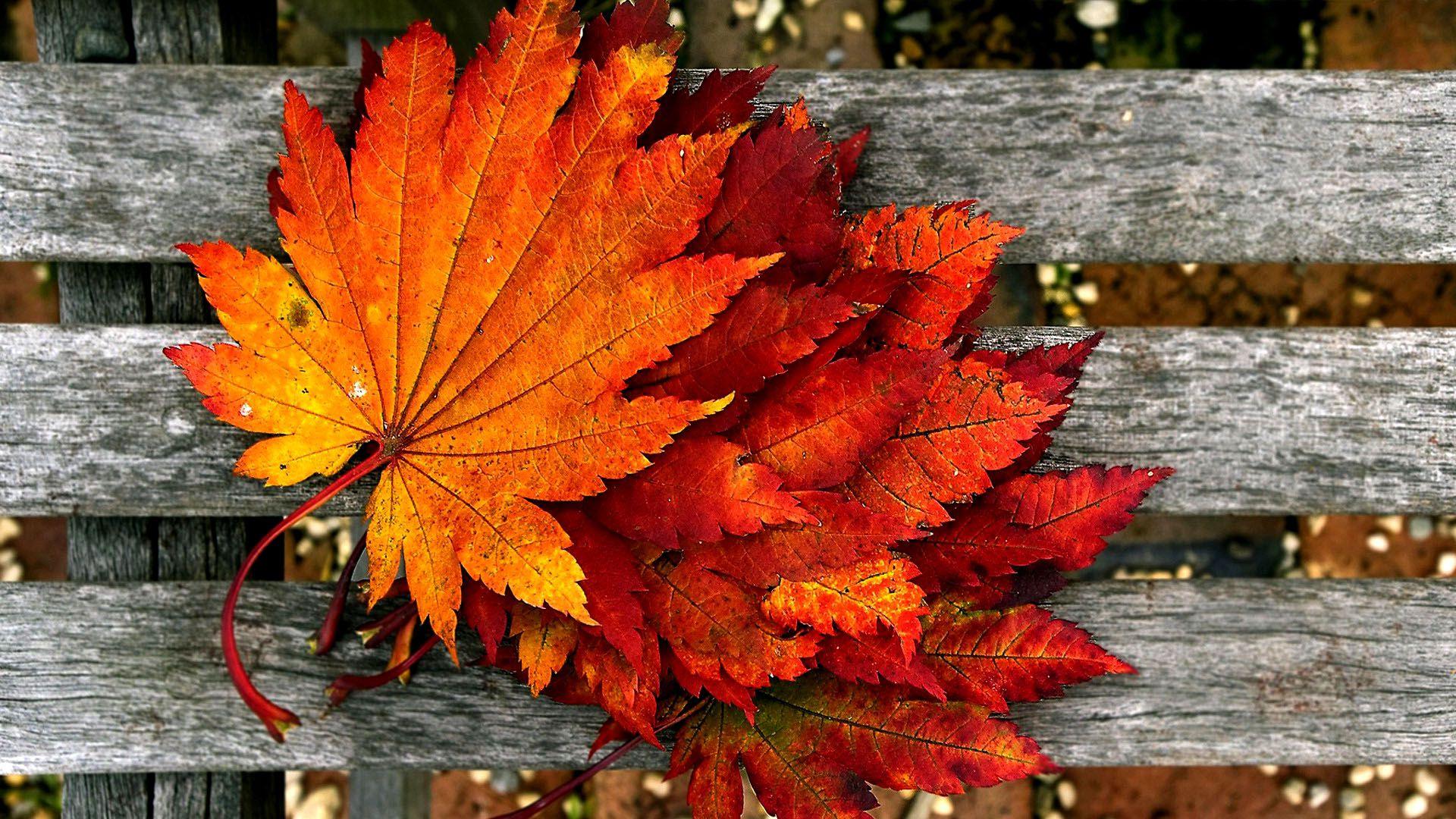 1920x1080 Fall 2018 Wallpaper HD download free