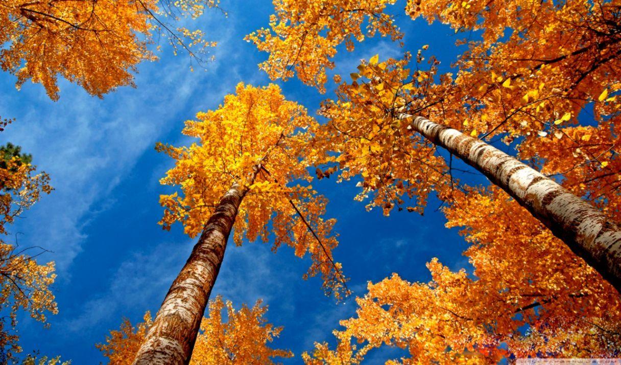 1216x714 Hd Fall Picture