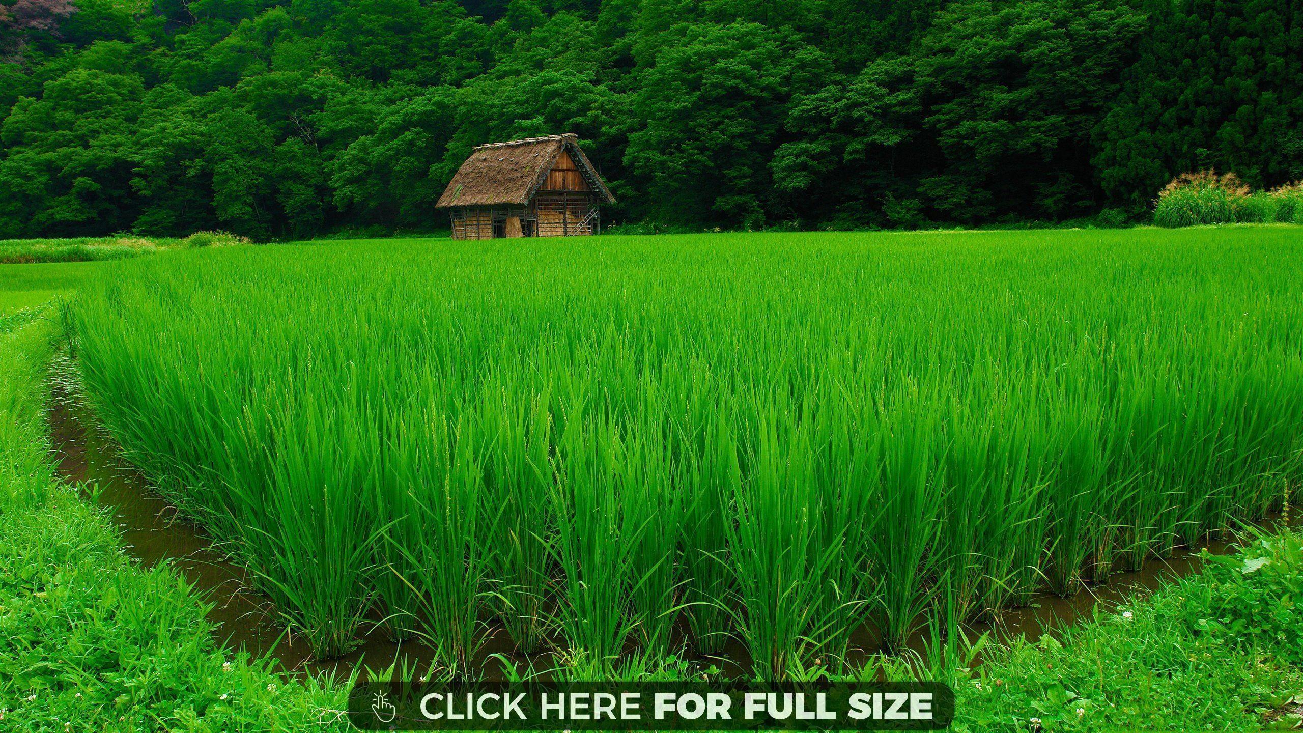 2560x1440 Farm Wallpaper Desktop