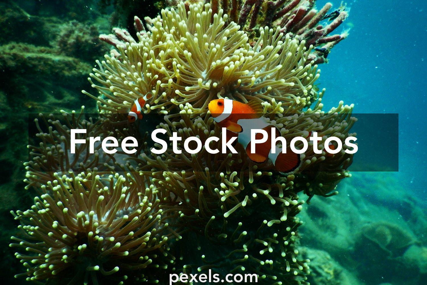 1500x1000 Best Coral Reef Photo · 100% Free Downloads