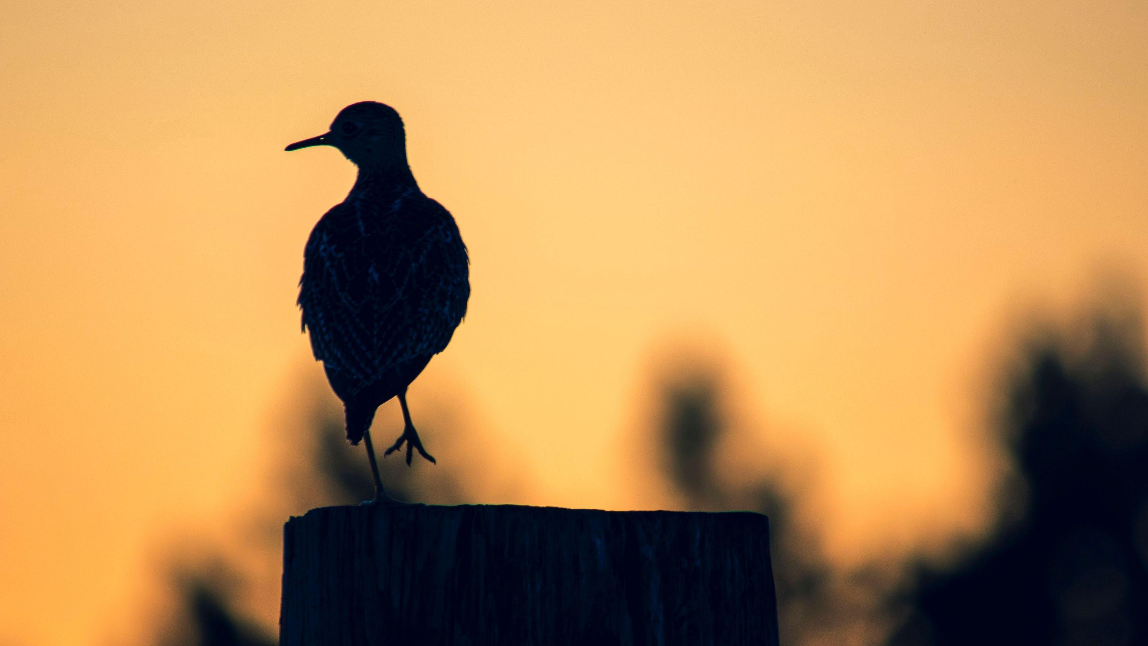 3840x2160 Bird 4K wallpaper for your desktop or mobile screen free and easy to download