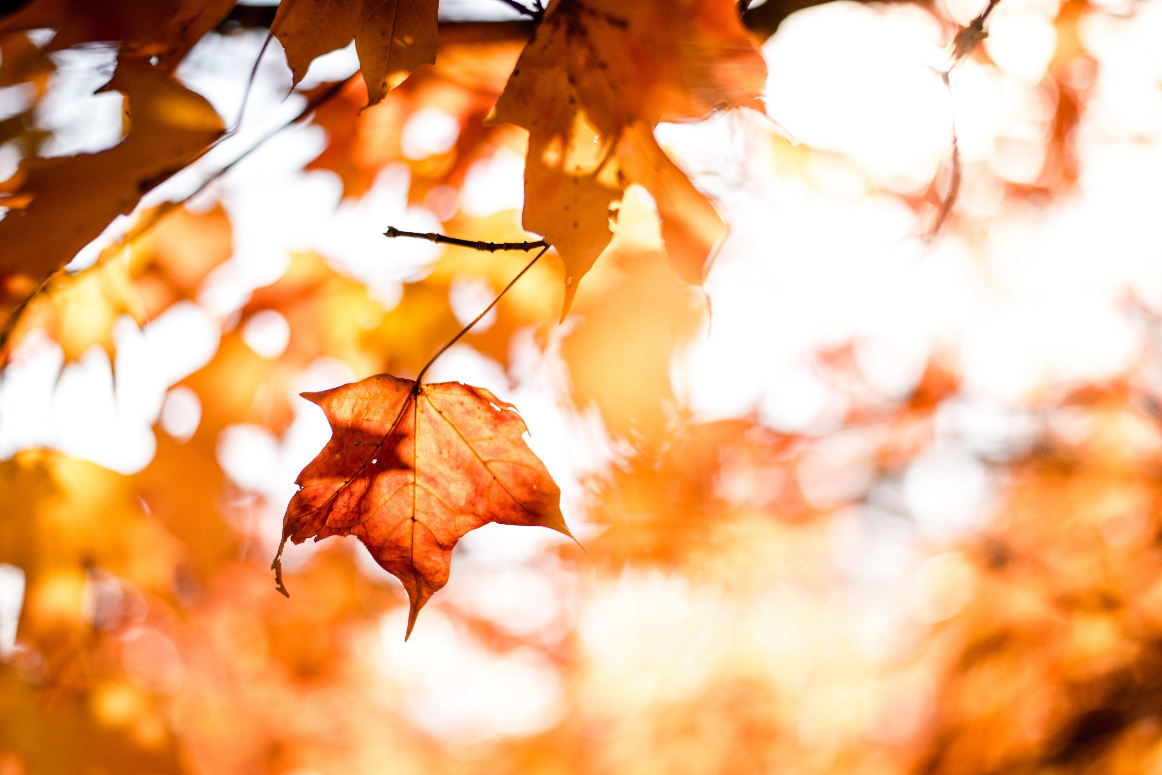 3840x2563 Wallpaper / leaf autumn wallpaper and fall wallpaper