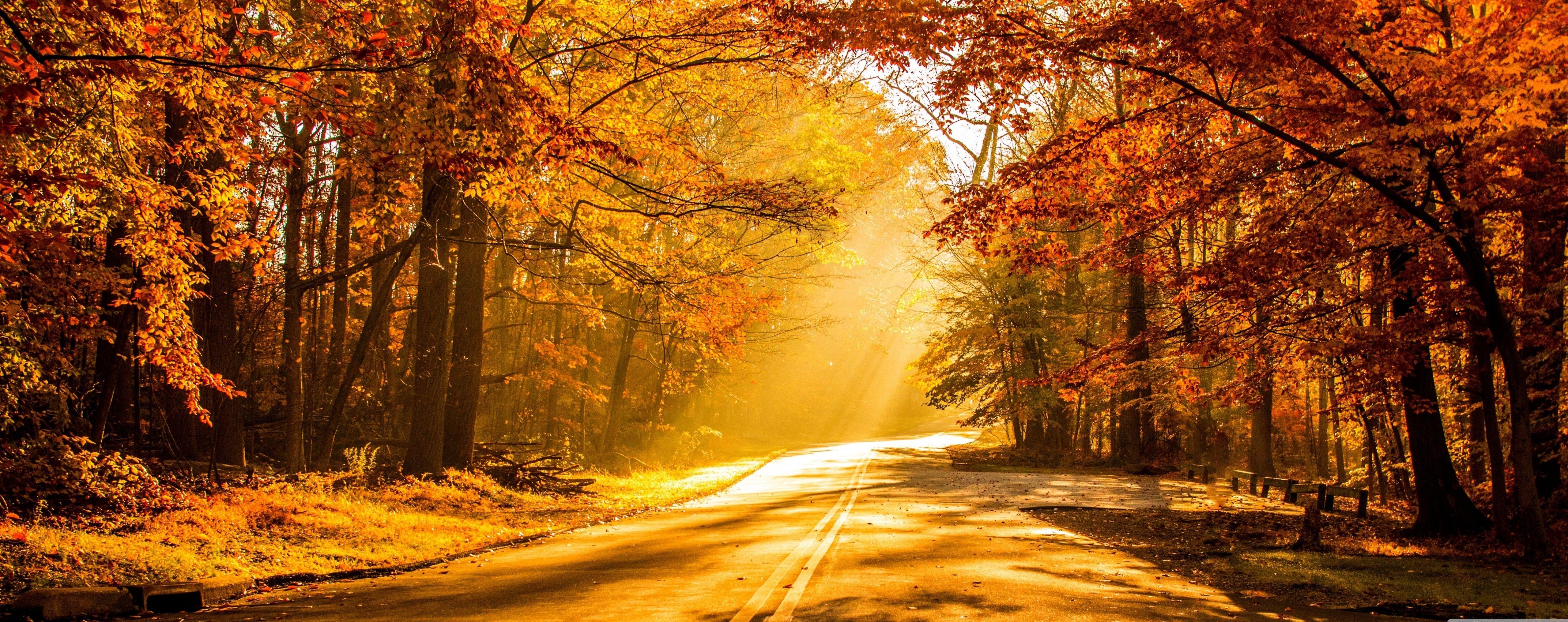 5120x2032 fall wallpaper golden Desktop Wallpaperk HD