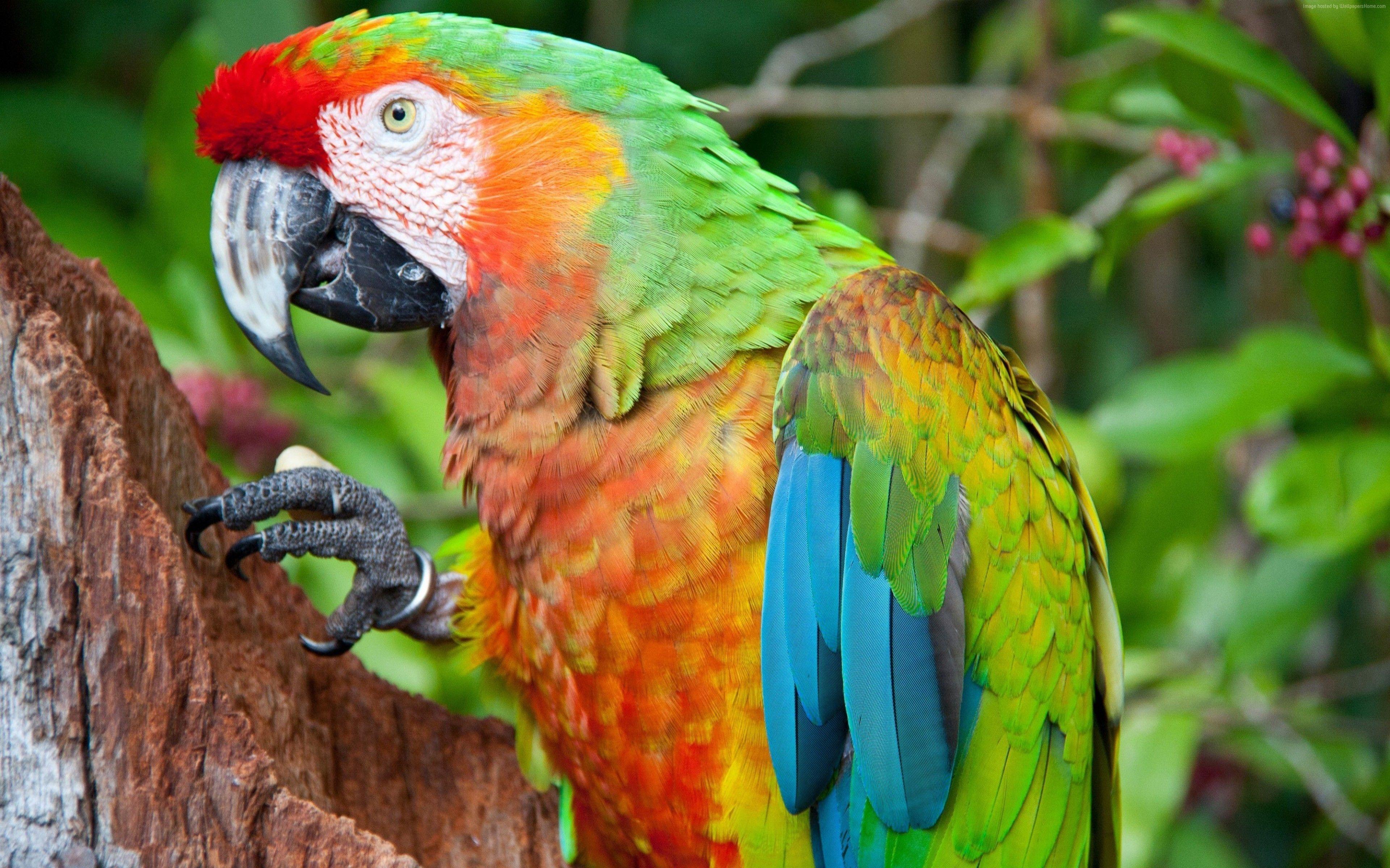 3840x2400 #green, #red, #parrot, #blue, #orange. Mocah.org HD Wallpaper