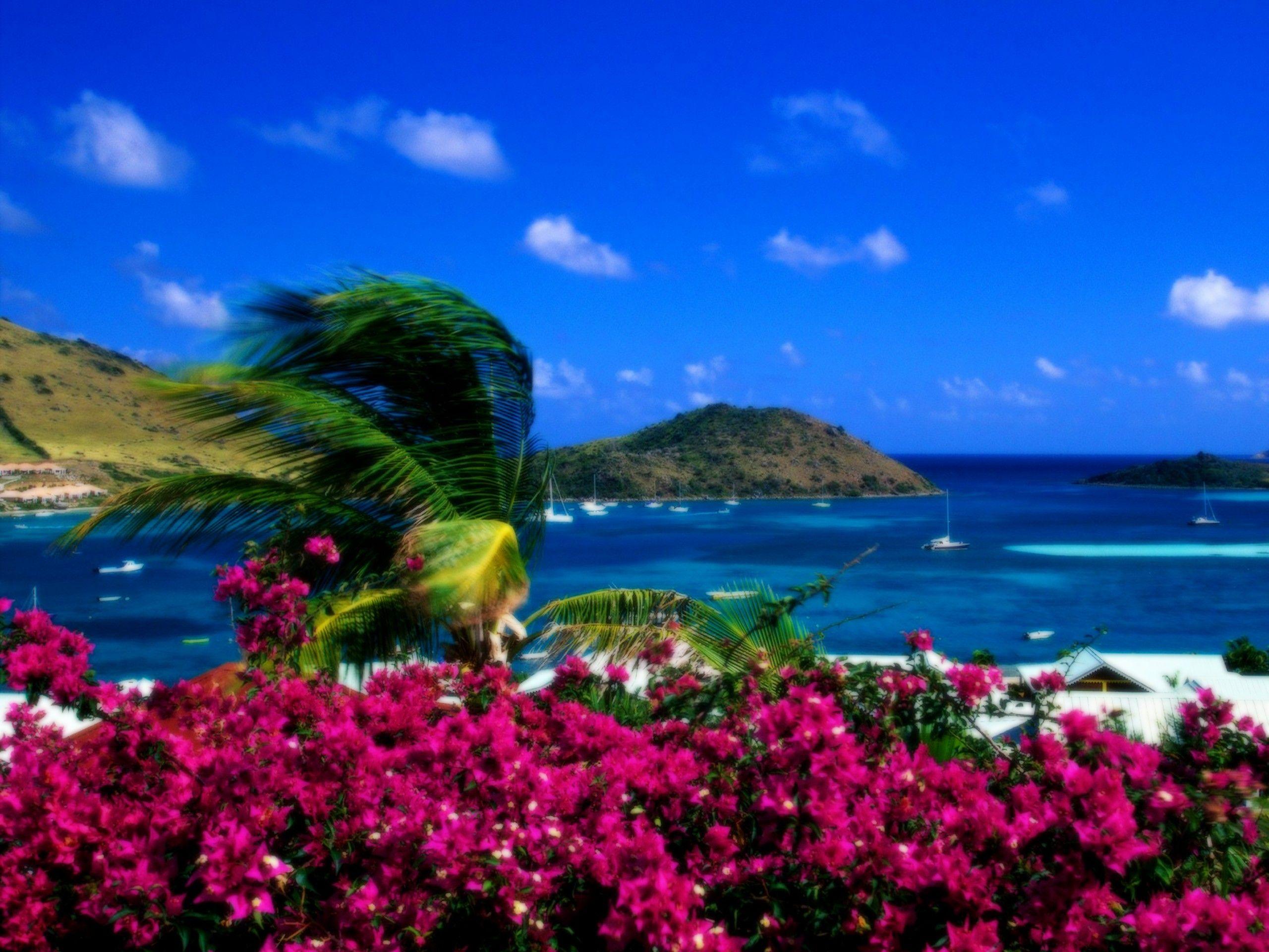 2560x1920 Beach Flower Wallpaper