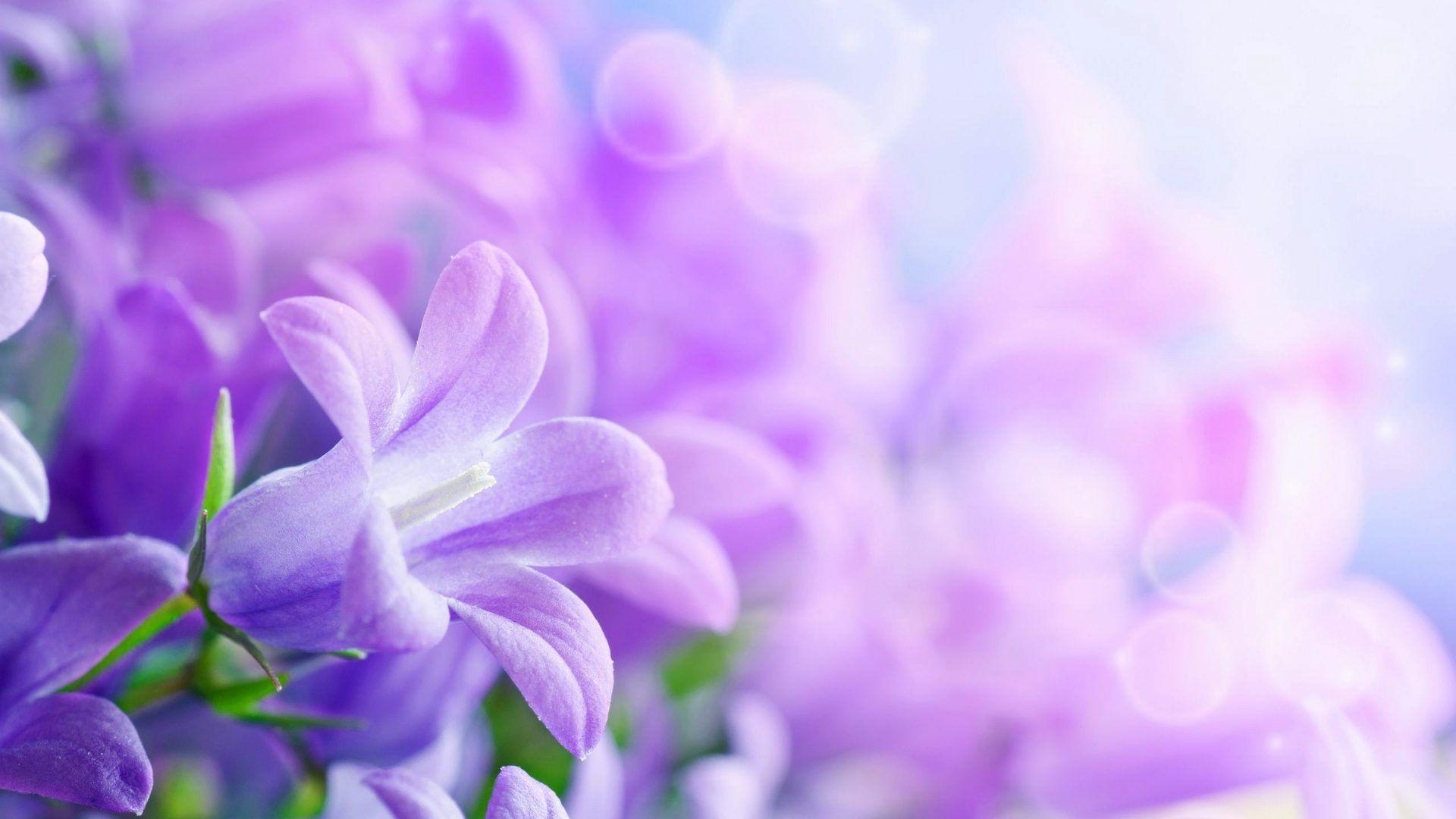 1920x1080 Purple Flowers Desktop Wallpaper HD 5200x3250 :
