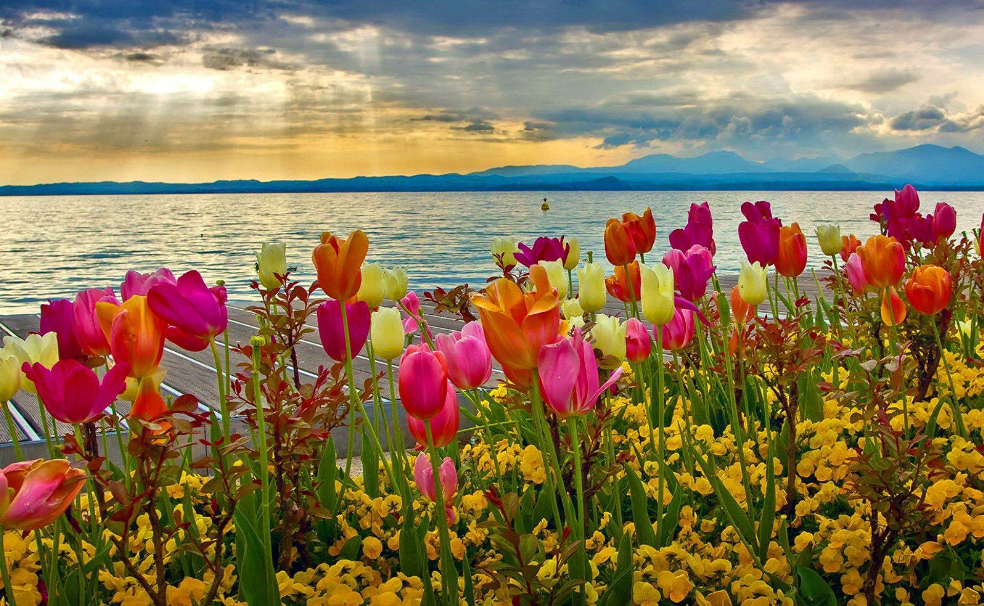 Spring Flowers Desktop Wallpapers Top Free Spring Flowers Desktop Backgrounds Wallpaperaccess
