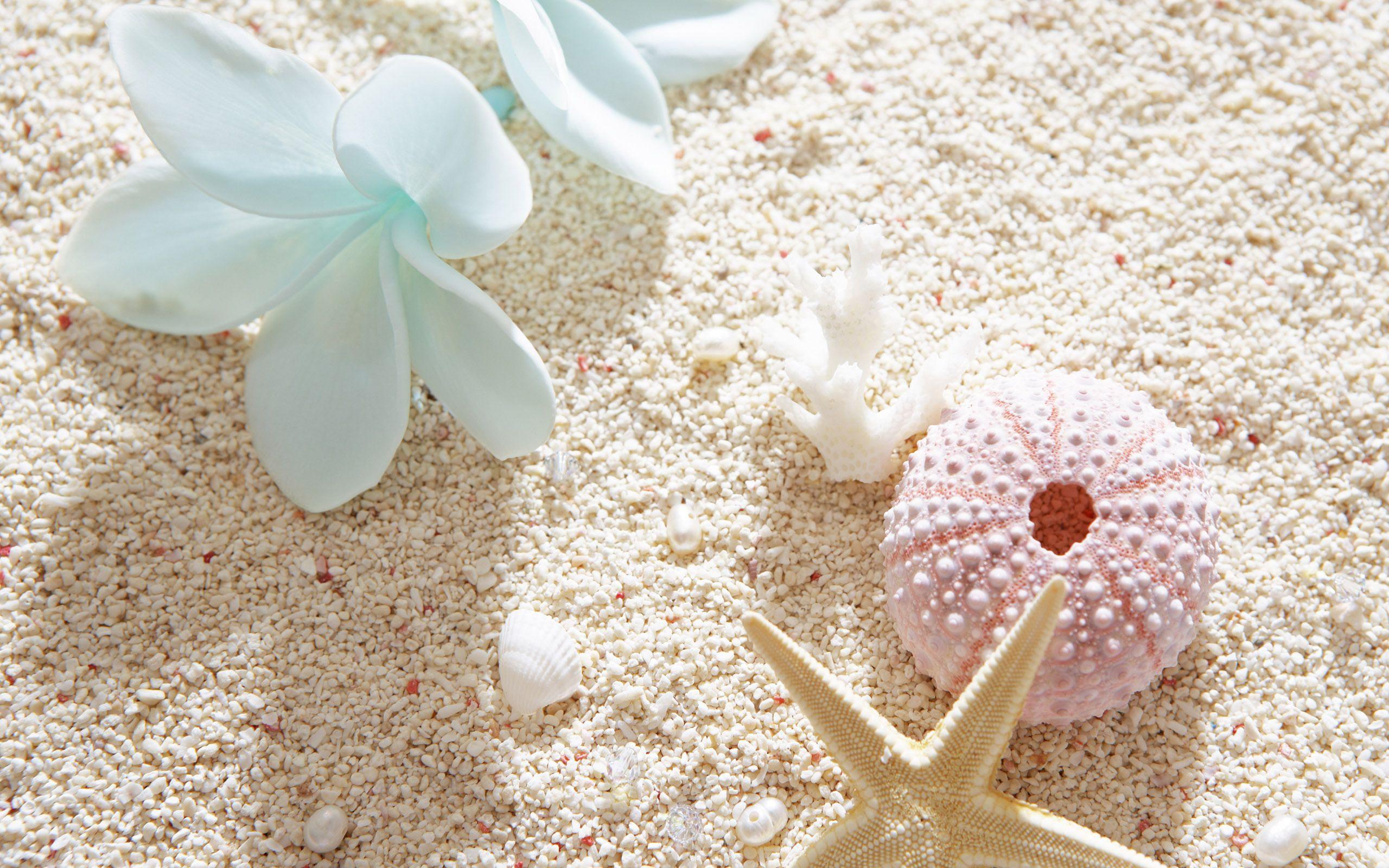 Beach Flowers Desktop Wallpapers - Top Free Beach Flowers Desktop