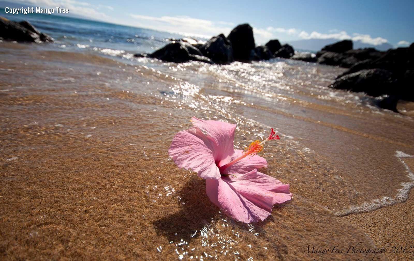 1600x1009 Hibiscus On Beach Wallpaper. Hibiscus