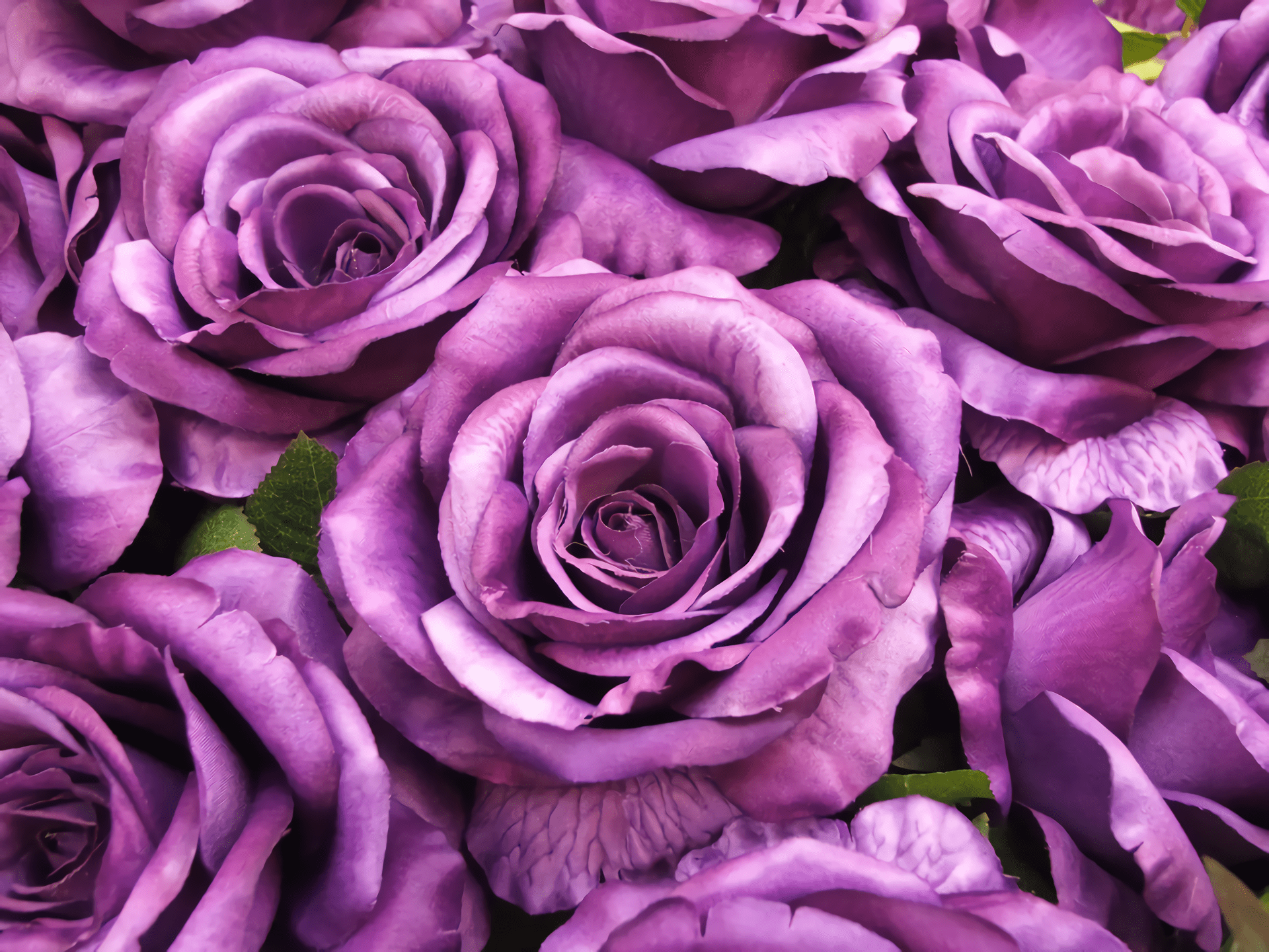 1920x1440 Purple Roses HD Wallpaper