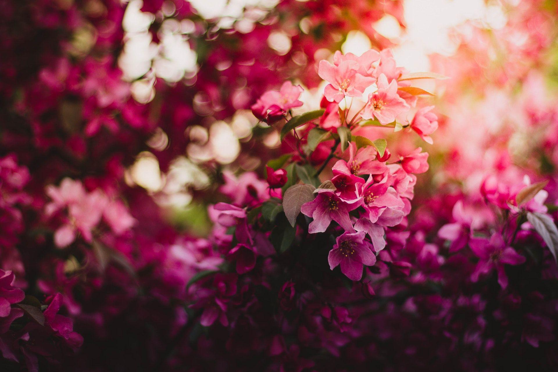 1920x1280 Pink Green and Purple Flowers during Daytime · 4K HD Desktop