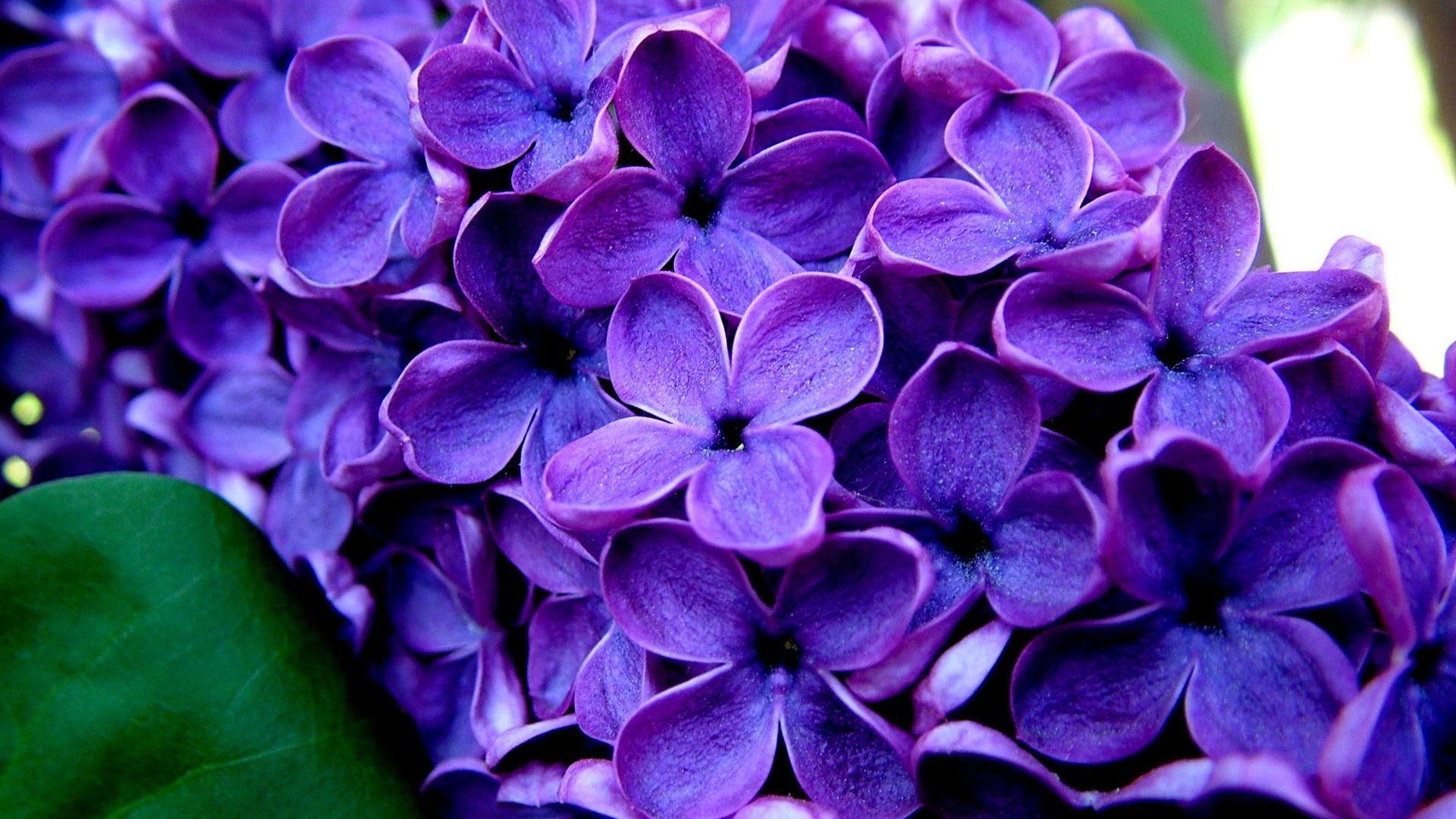 1920x1080 Desktop Wallpaper Purple Flower #h734172. Flowers HD Image