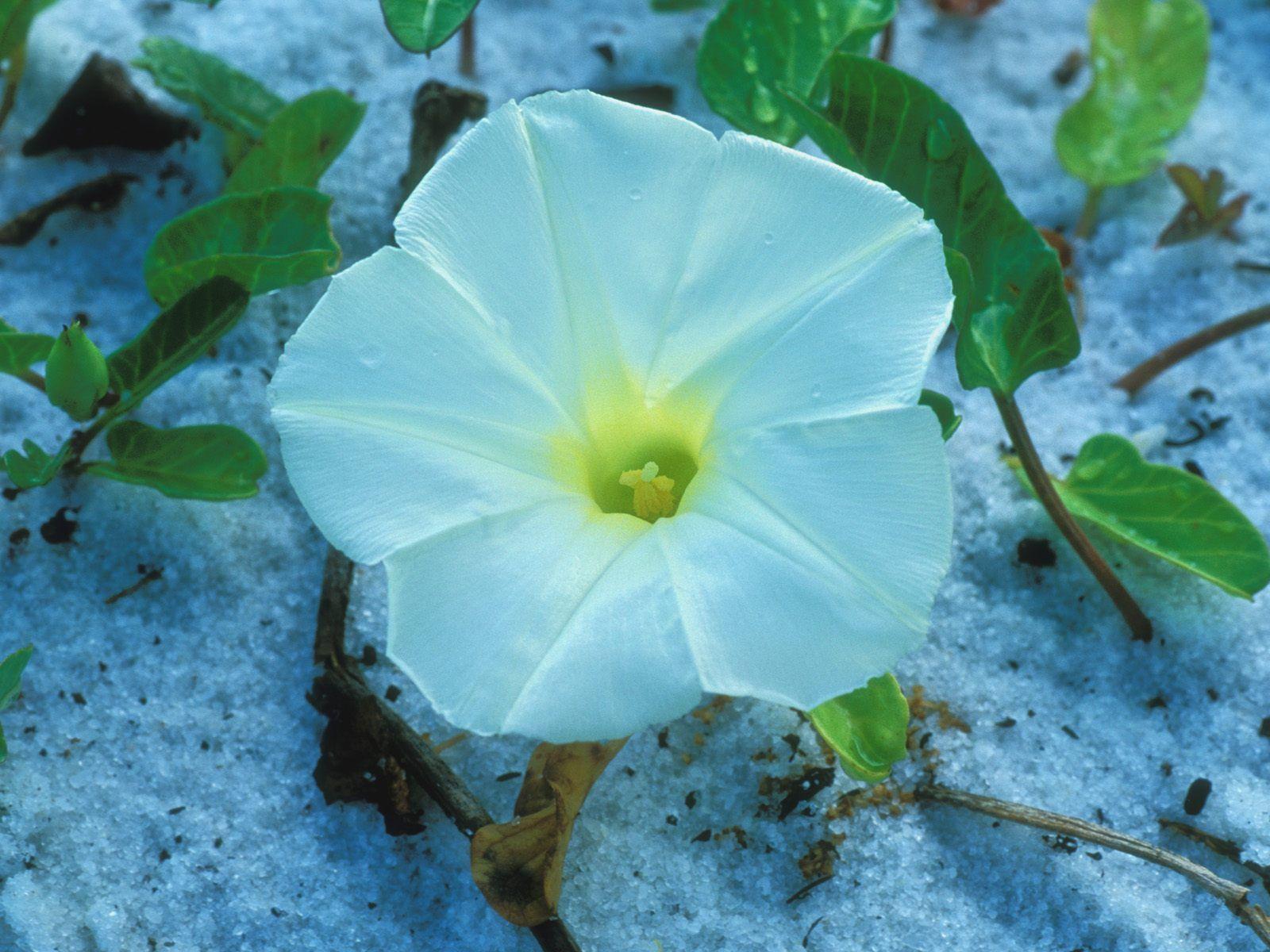 1600x1200 morning glory. Beach Morning Glory. Wallpaper Land. Beach