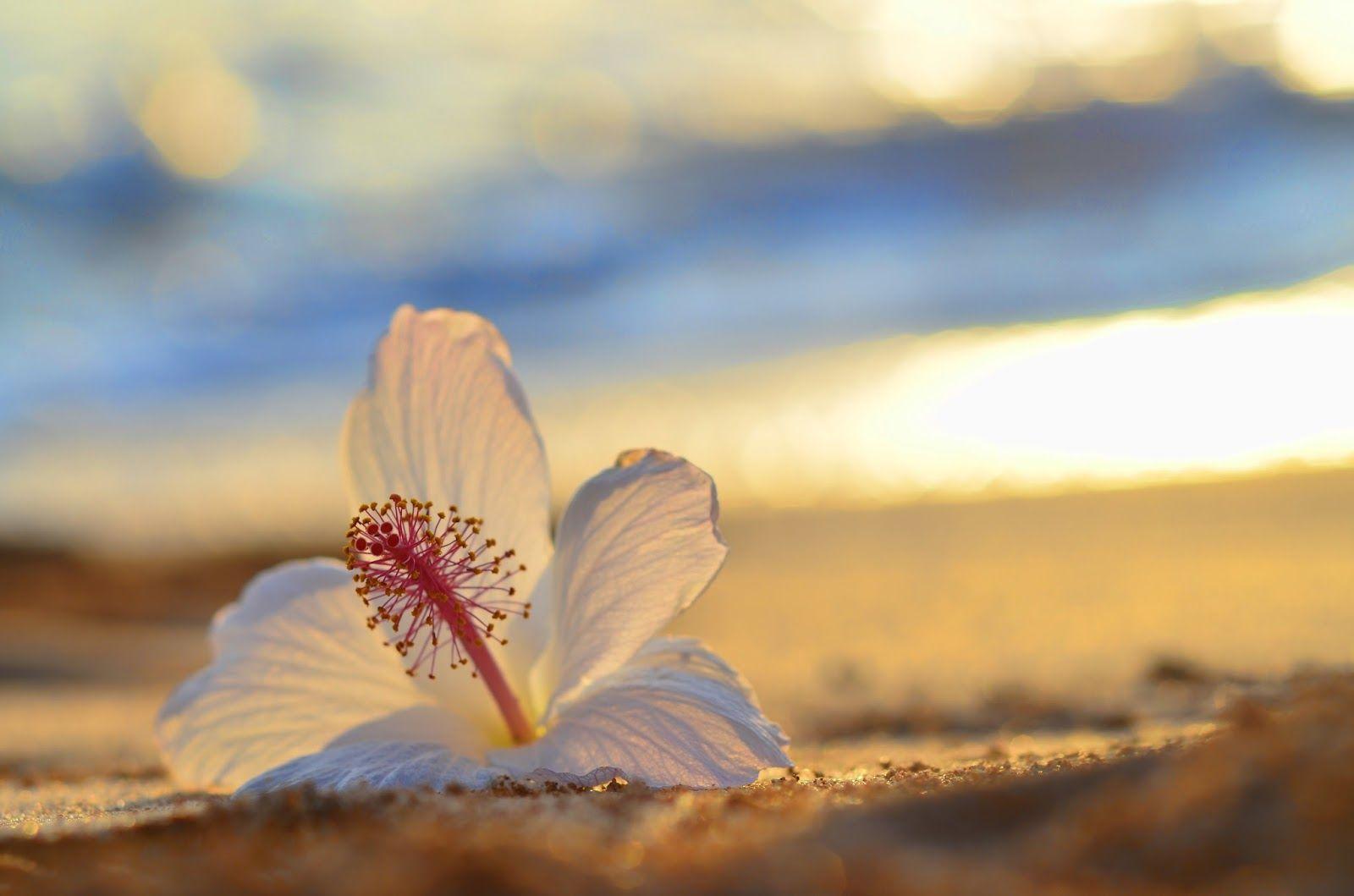 1600x1059 Hibiscus On Beach Wallpaper. Hibiscus