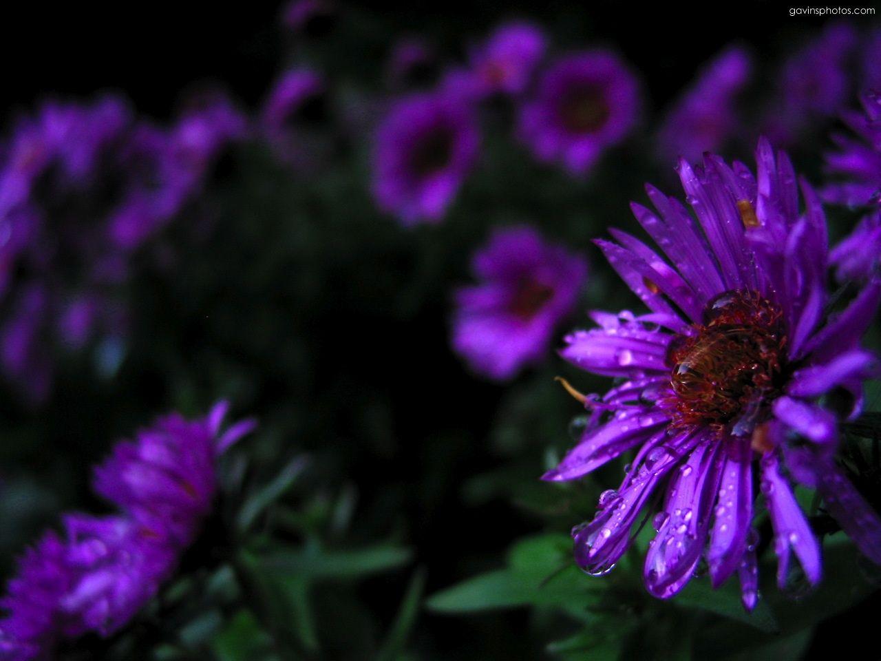 1280x960 Purple flowers desktop PC and Mac wallpaper