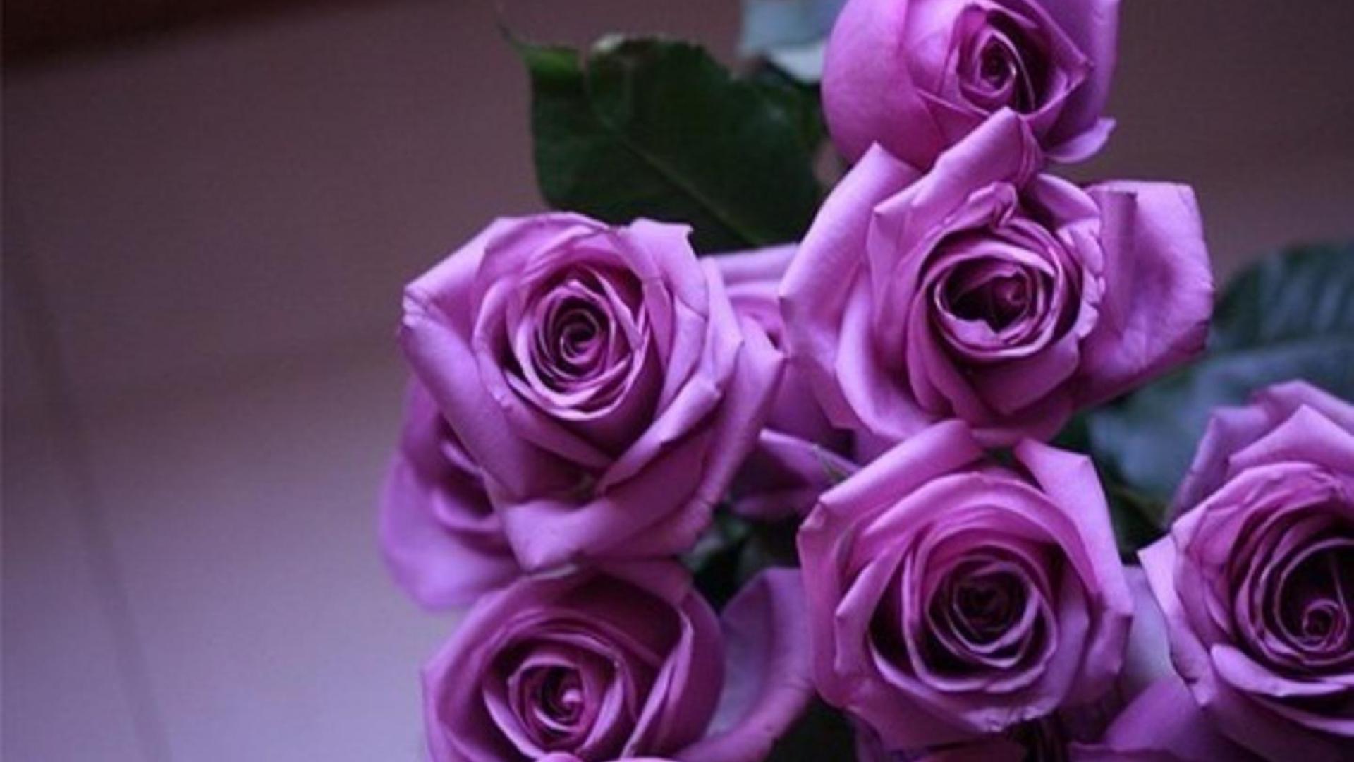 1920x1080 Purple Roses, High Definition, High Quality, Widescreen