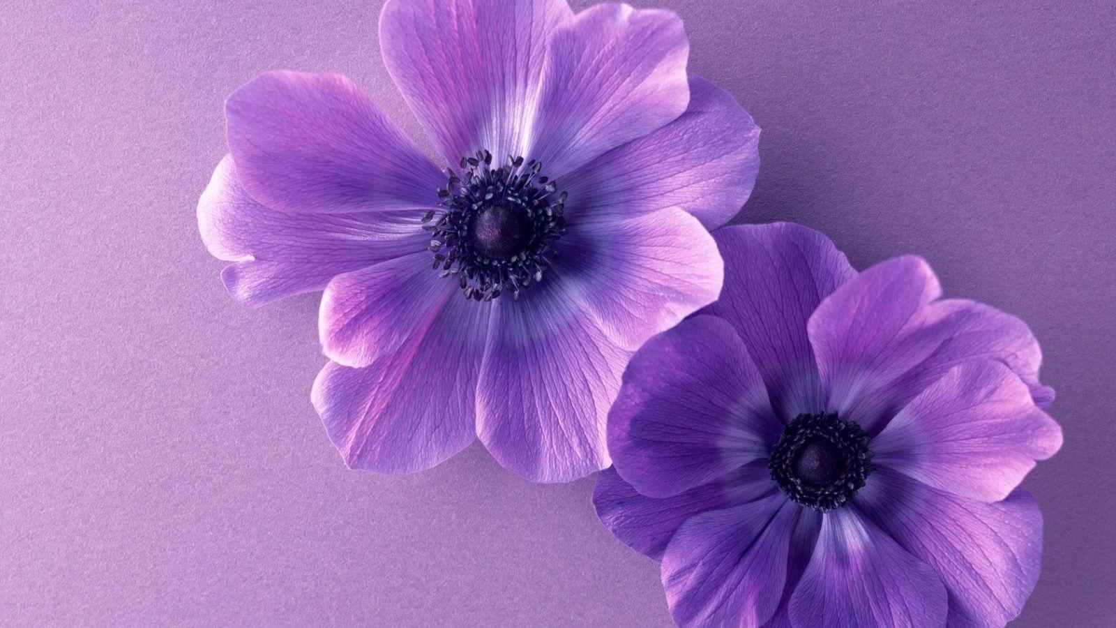 1600x900 Free download HD wallpaper purple flower wallpaper border desktop