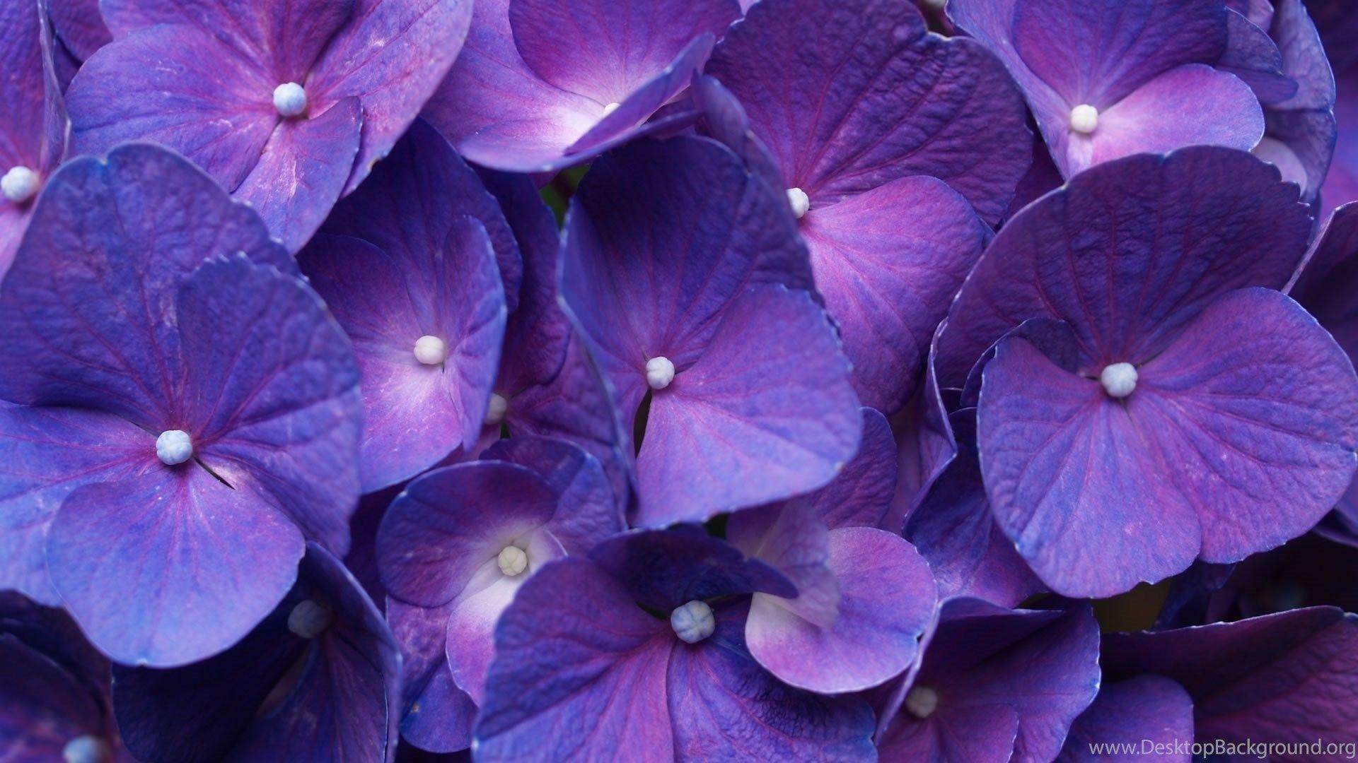 1920x1080 Purple Flowers Background HD Wallpaper Desktop Background