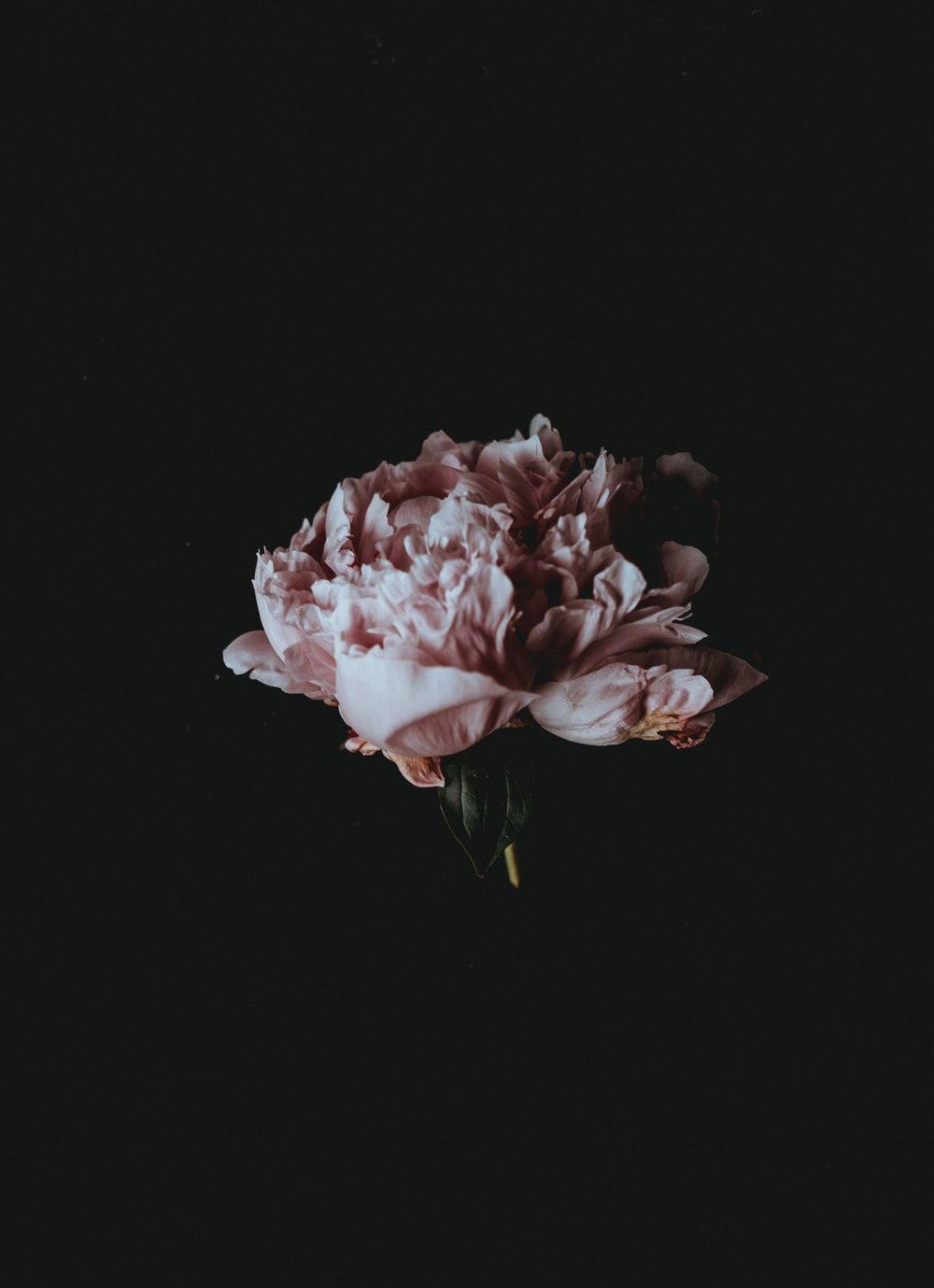1000x1379 Floral Wallpaper: Free HD Download [HQ]