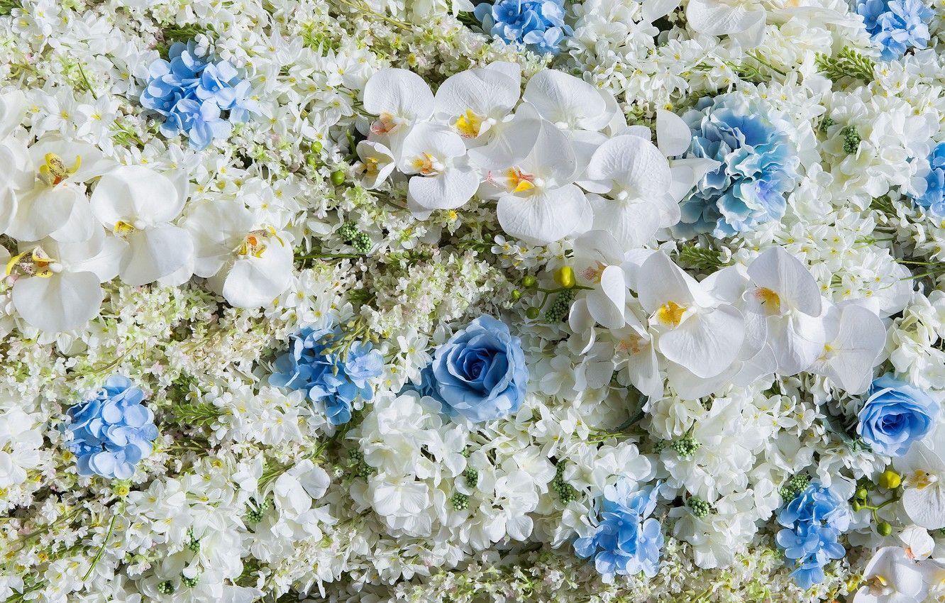 1332x850 Wallpaper flowers, white, Orchid, blue, flowers, orchid, wedding