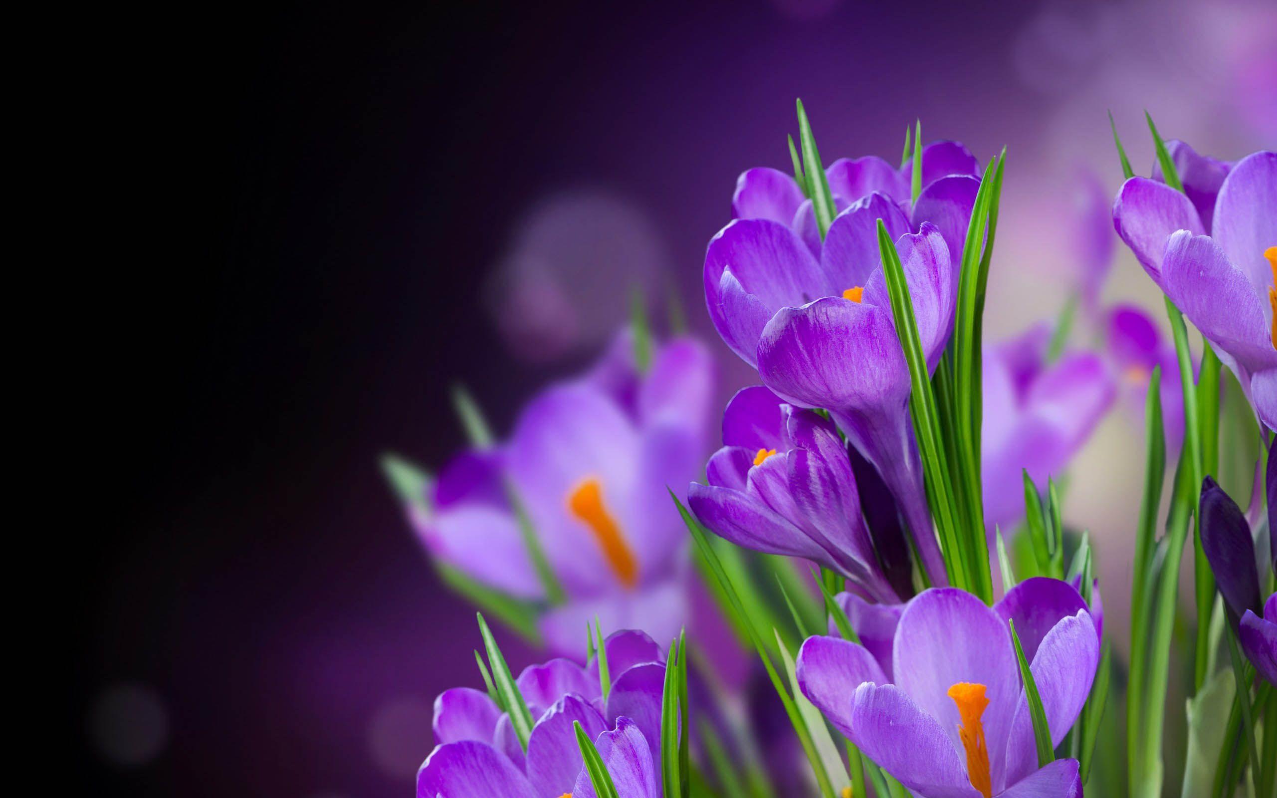 2560x1600 beautiful purple flower wallpaper for desktop beautiful purple