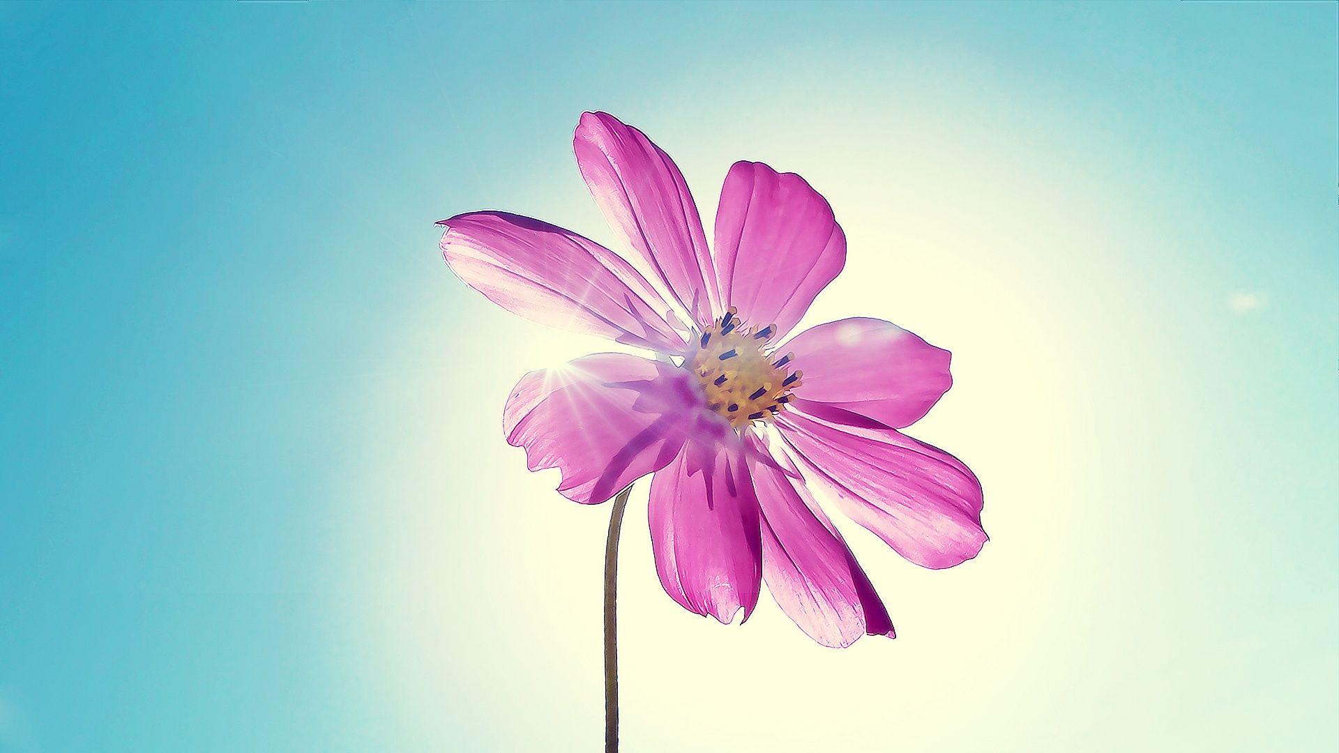 1920x1080 Purple Flower Wallpaper
