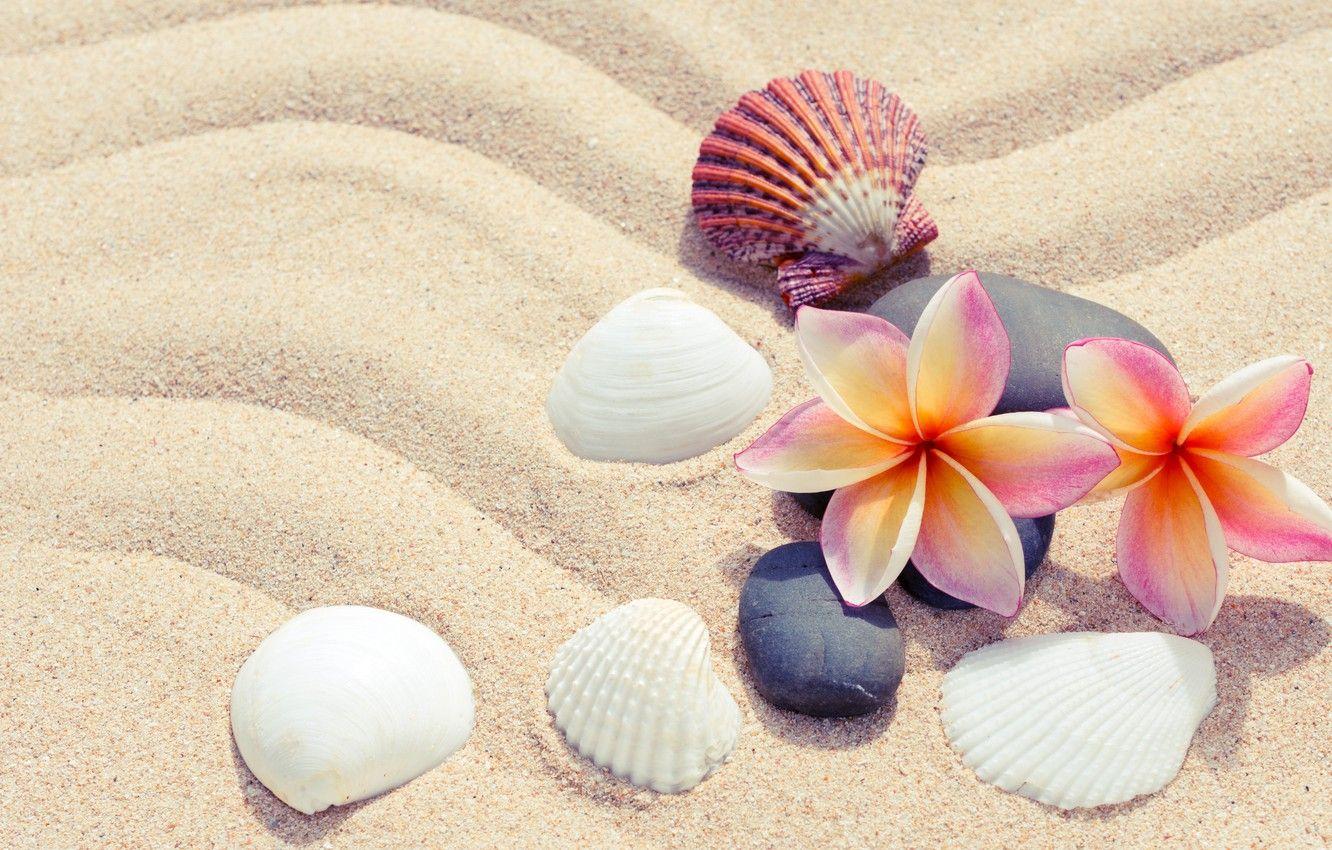 1332x850 Wallpaper sand, beach, summer, flowers, stones, shell, summer