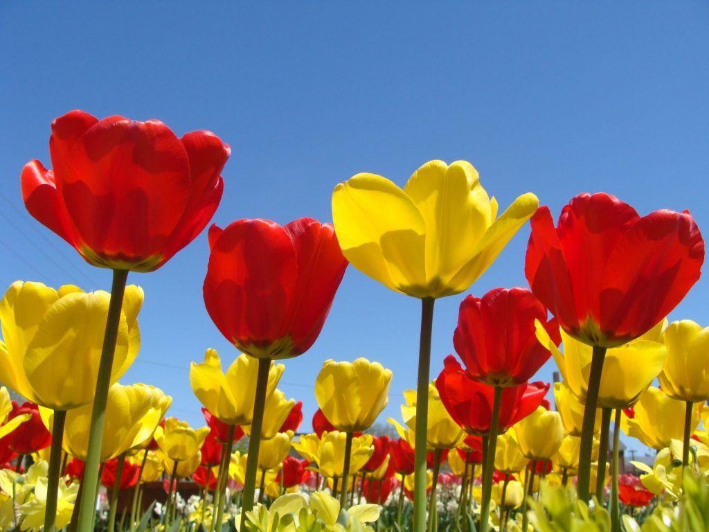 1024x768 Spring Flowers Background Desk+