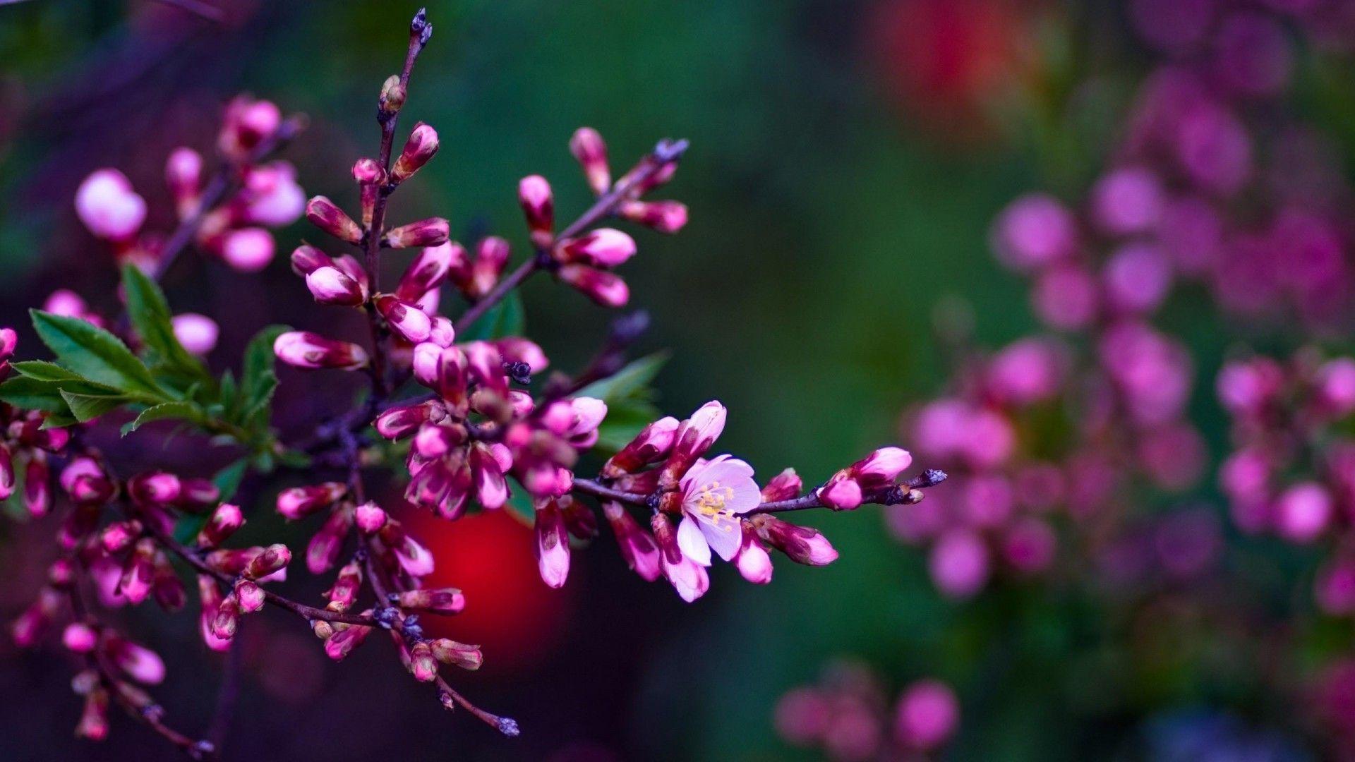 1920x1080 Wallpaper Spring Flowers HD