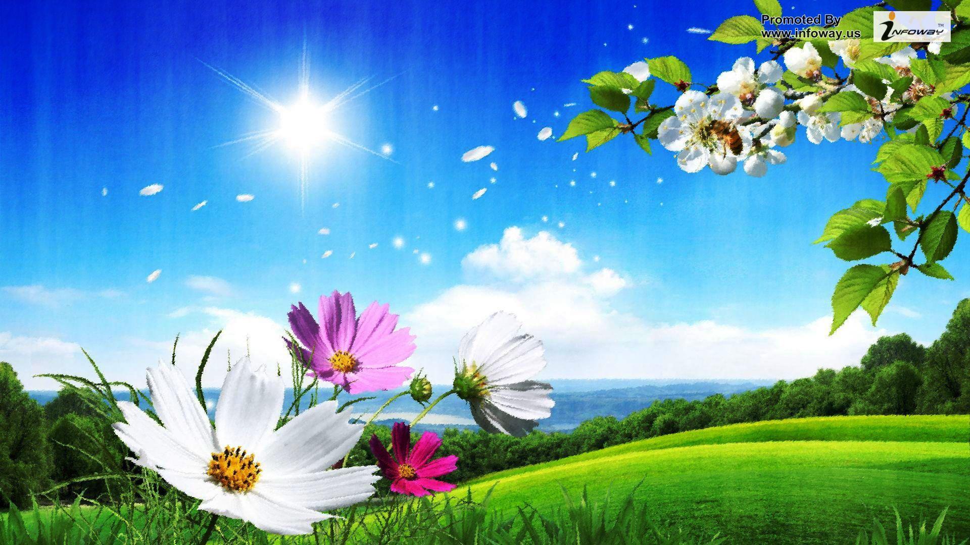 1920x1080 Free download summer flowers wallpaper hot summer wallpaper summer