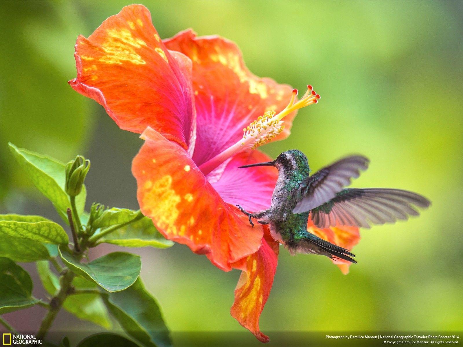 1600x1200 Hibiscus On Beach Wallpaper. Hibiscus