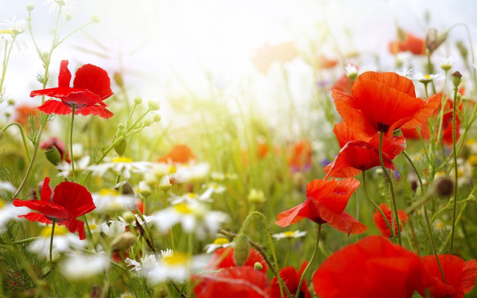 1600x1000 Images, Wallpaper of Spring Flowers in HD Quality: