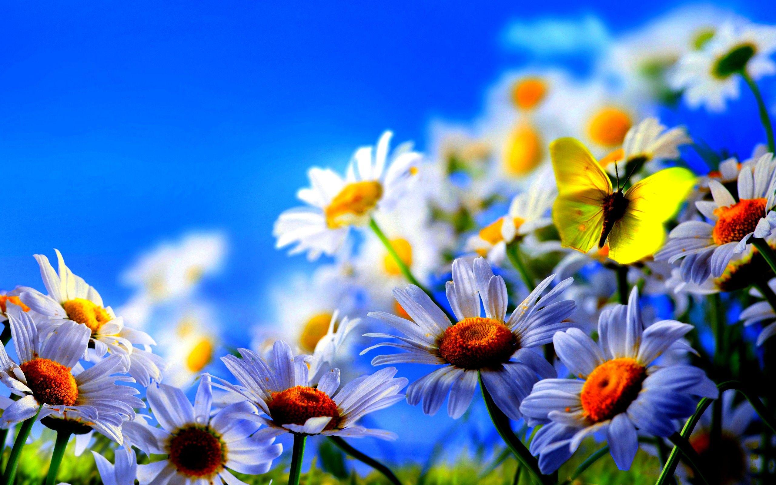 Spring Flowers Desktop Wallpapers - Top Free Spring Flowers Desktop ...