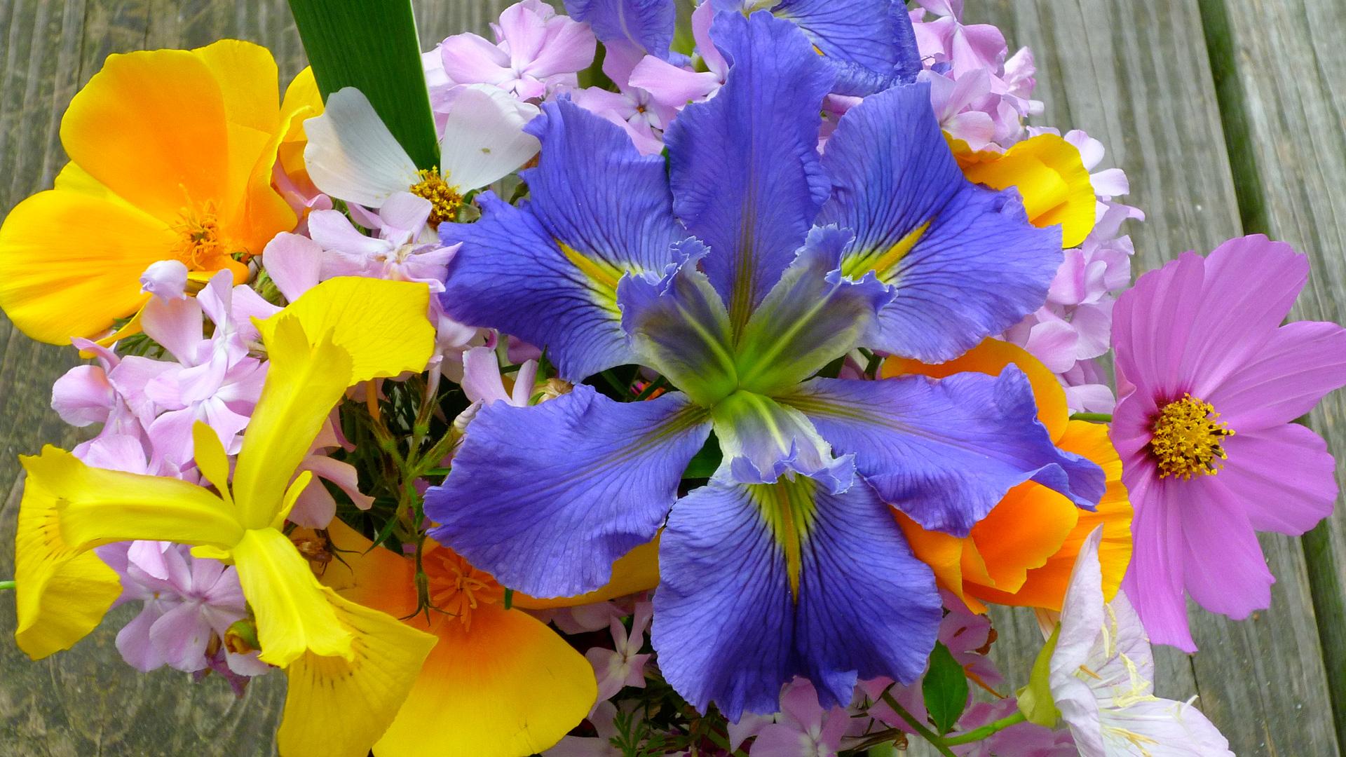 1920x1080 Spring Flowers Widescreen (1396) Desktop Wallpaper