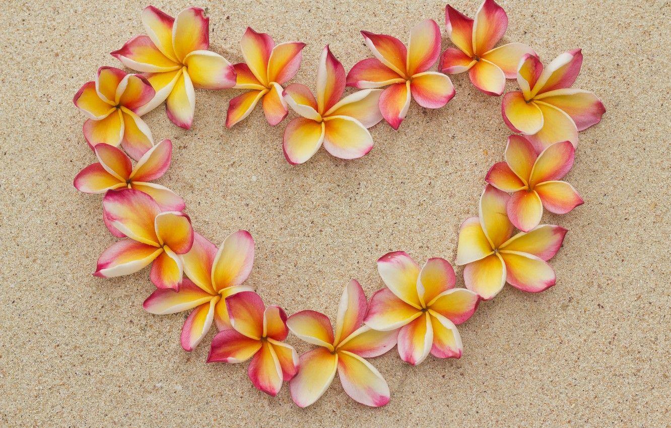 1332x850 Wallpaper sand, beach, flowers, heart, love, beach, heart, flowers, romantic, sand, plumeria, plumeria, floral image for desktop, section настроения