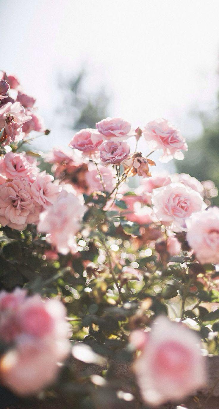 736x1377 Floral Background For IPhone
