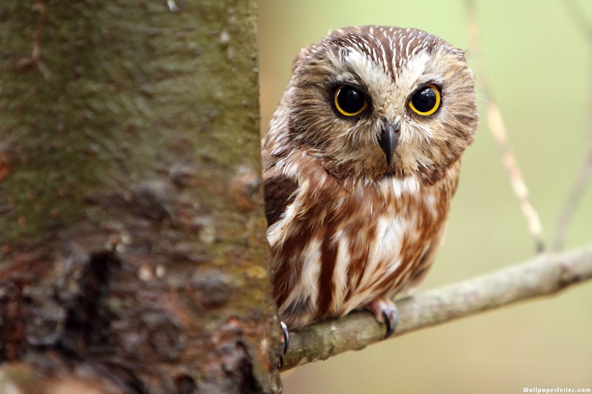 1920x1280 Cute Owls Wallpaper
