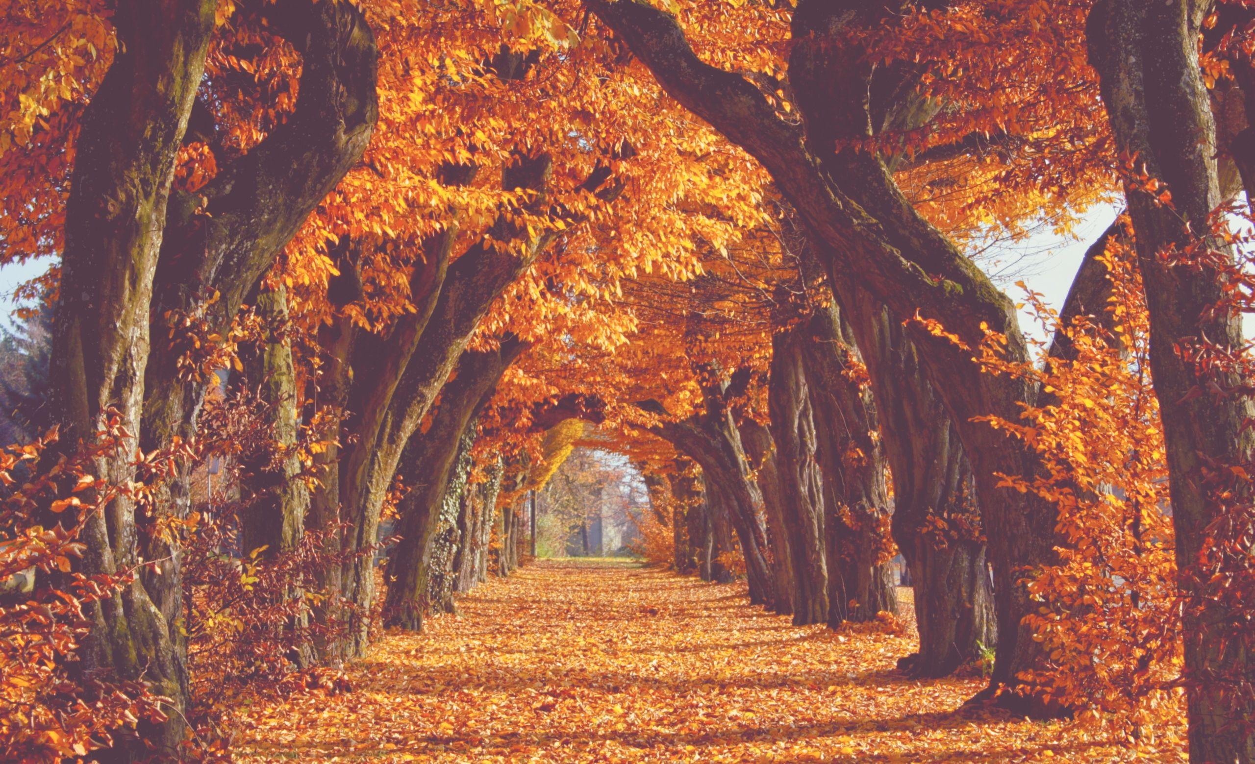 2560x1559 Autumn Wallpaperx1559