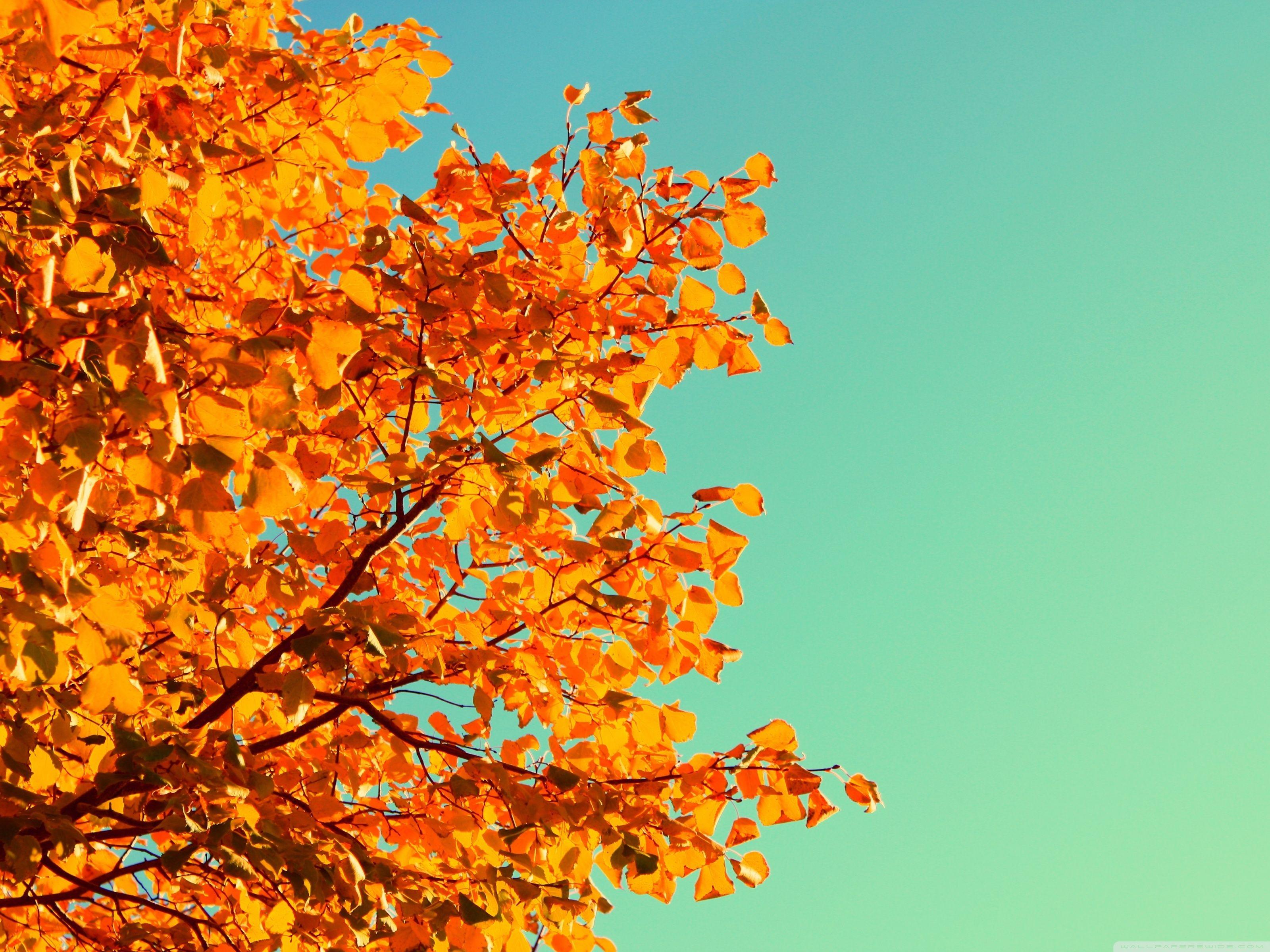 3200x2400 Autumn Colors Ultra HD Desktop Background Wallpaper for 4K UHD TV